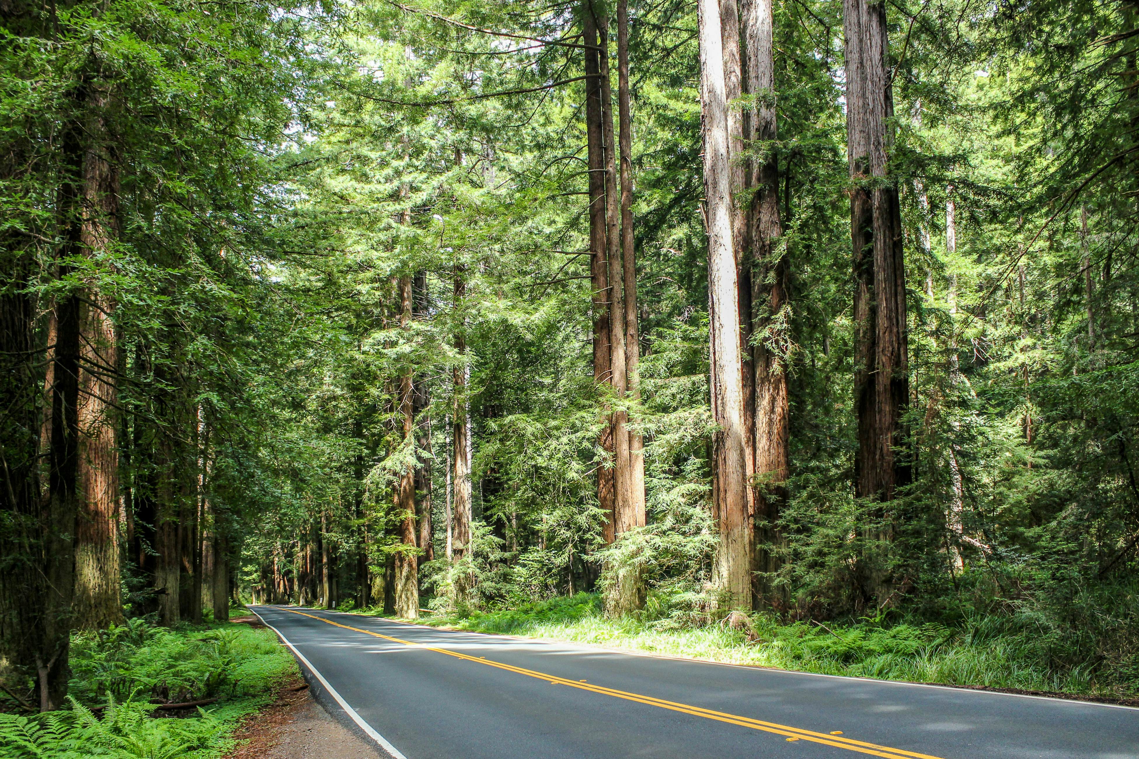 Oceanfront Studio: Beachfront Bliss & Pet-Friendly