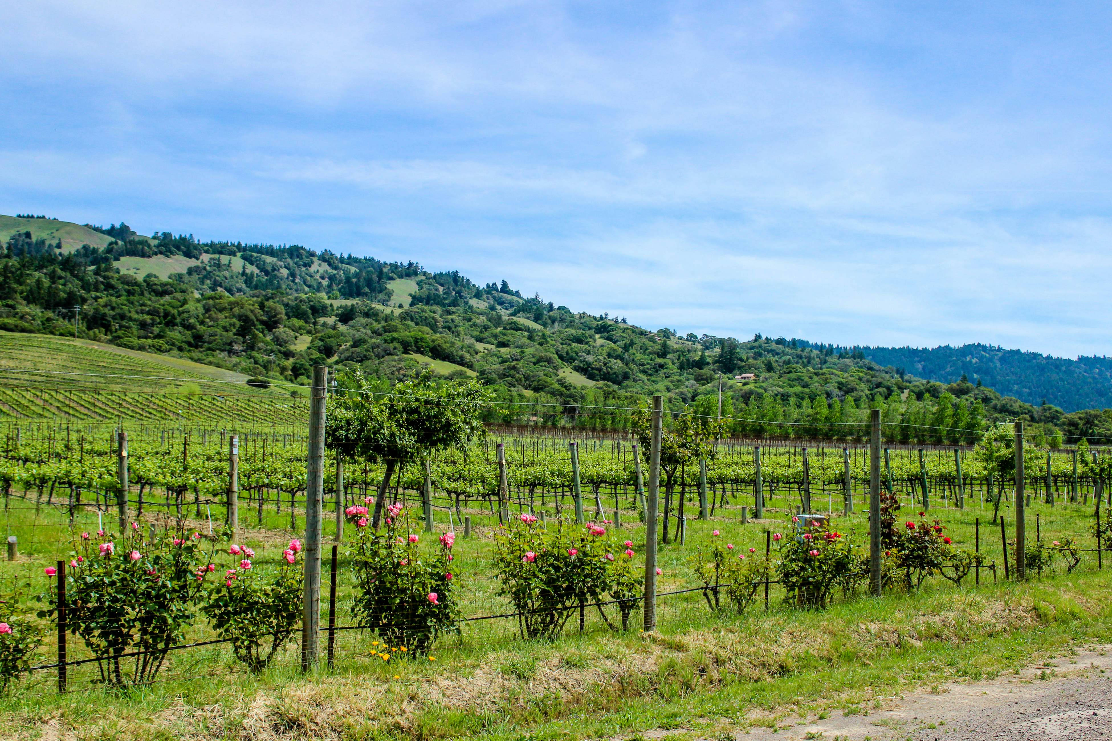 Oceanfront Studio: Beachfront Bliss & Pet-Friendly
