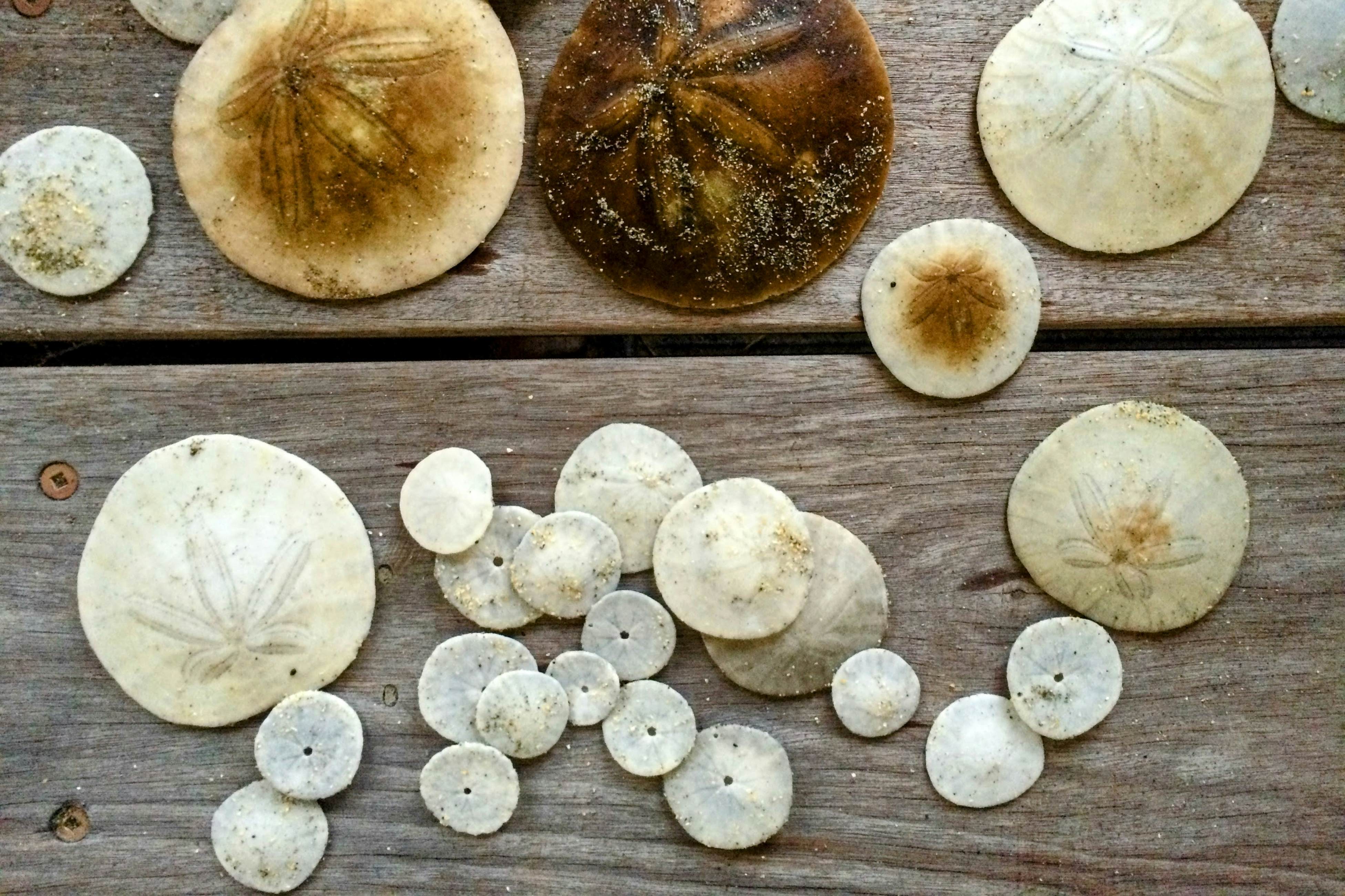 Oceanfront Haven: Hot Tub & Private Beach Access