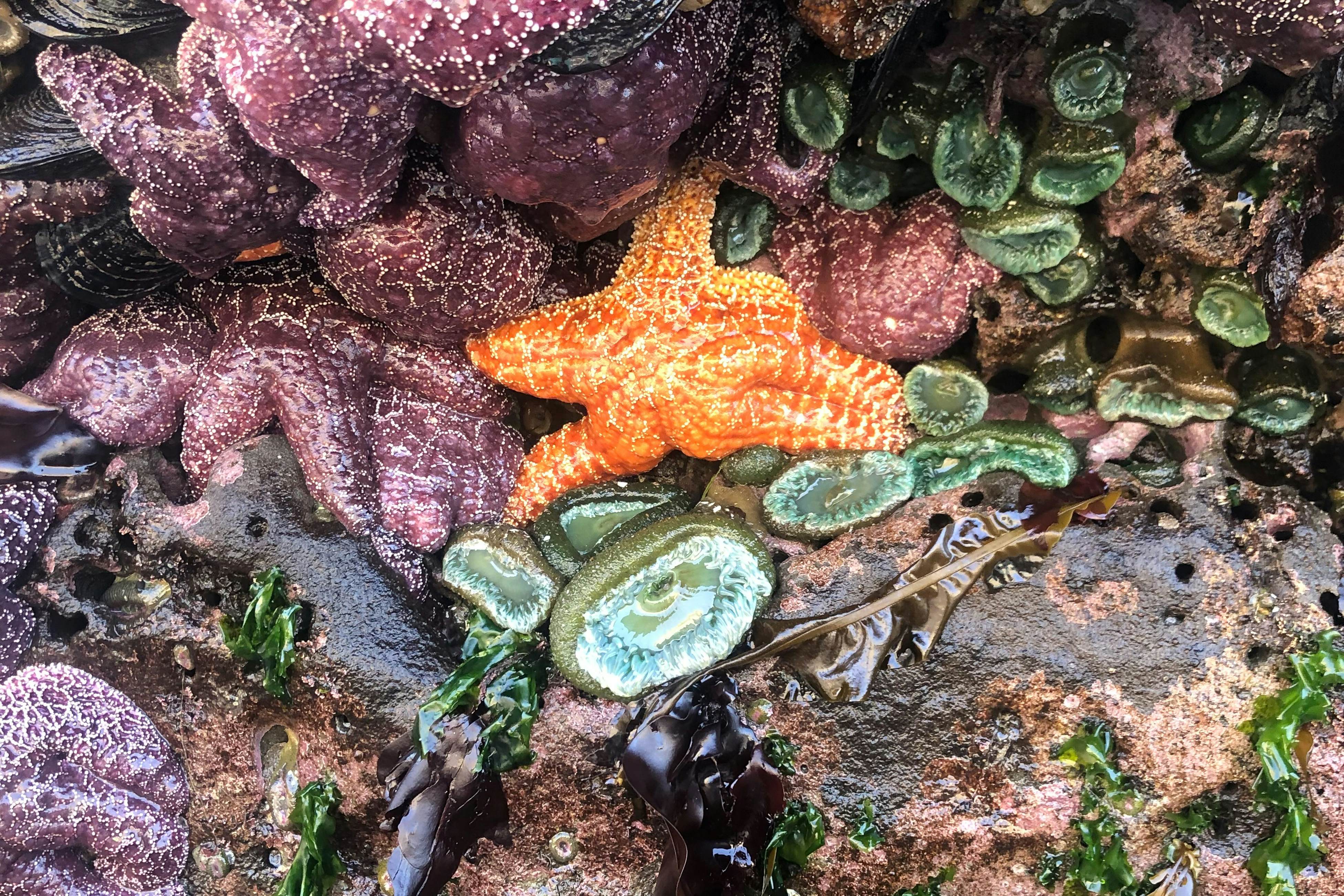Dog-friendly, brand-new shipping container home, steps from the beach