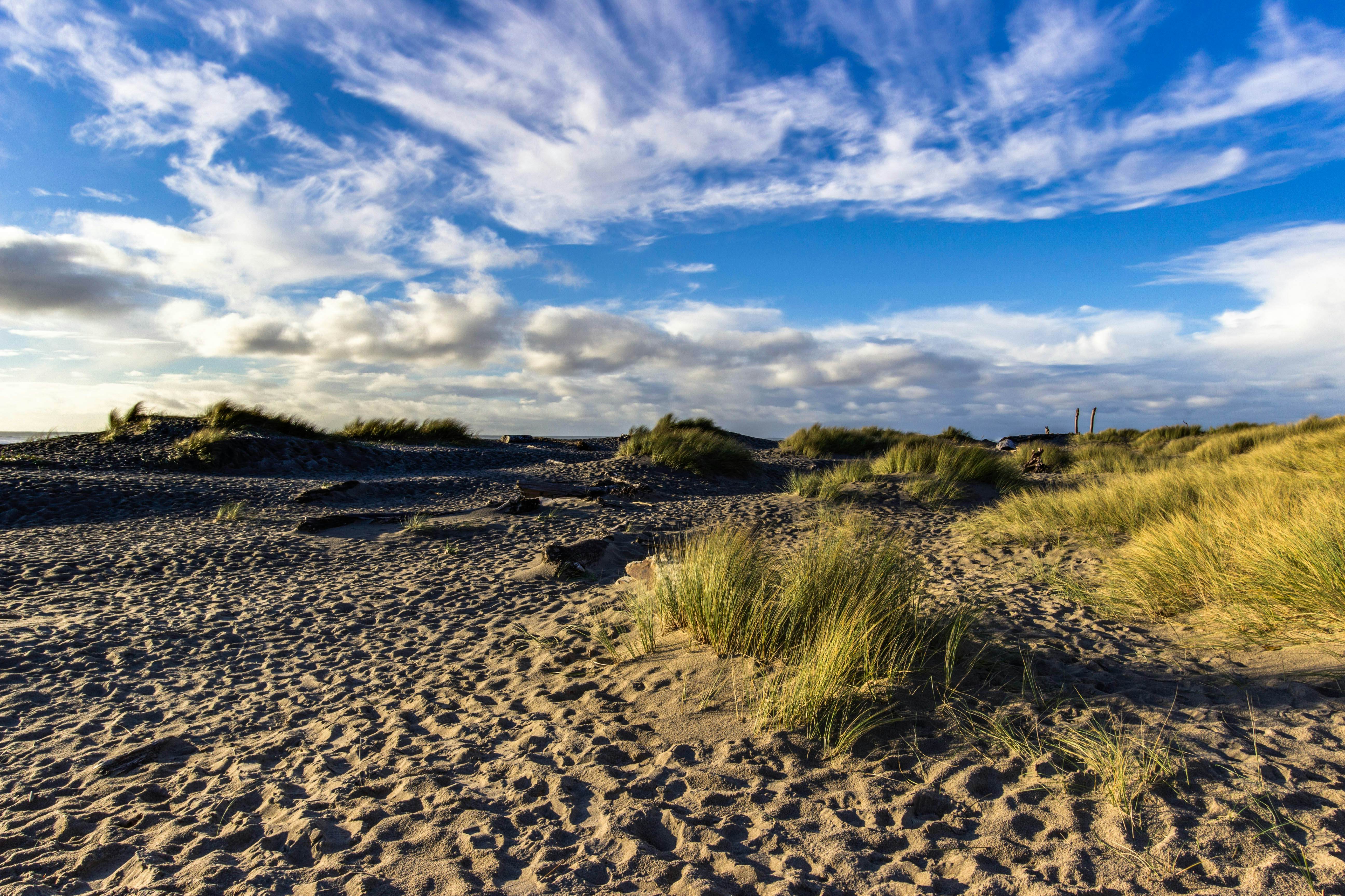 Dog-Friendly Studio with Free WiFi, Ocean Views & Easy Beach Access