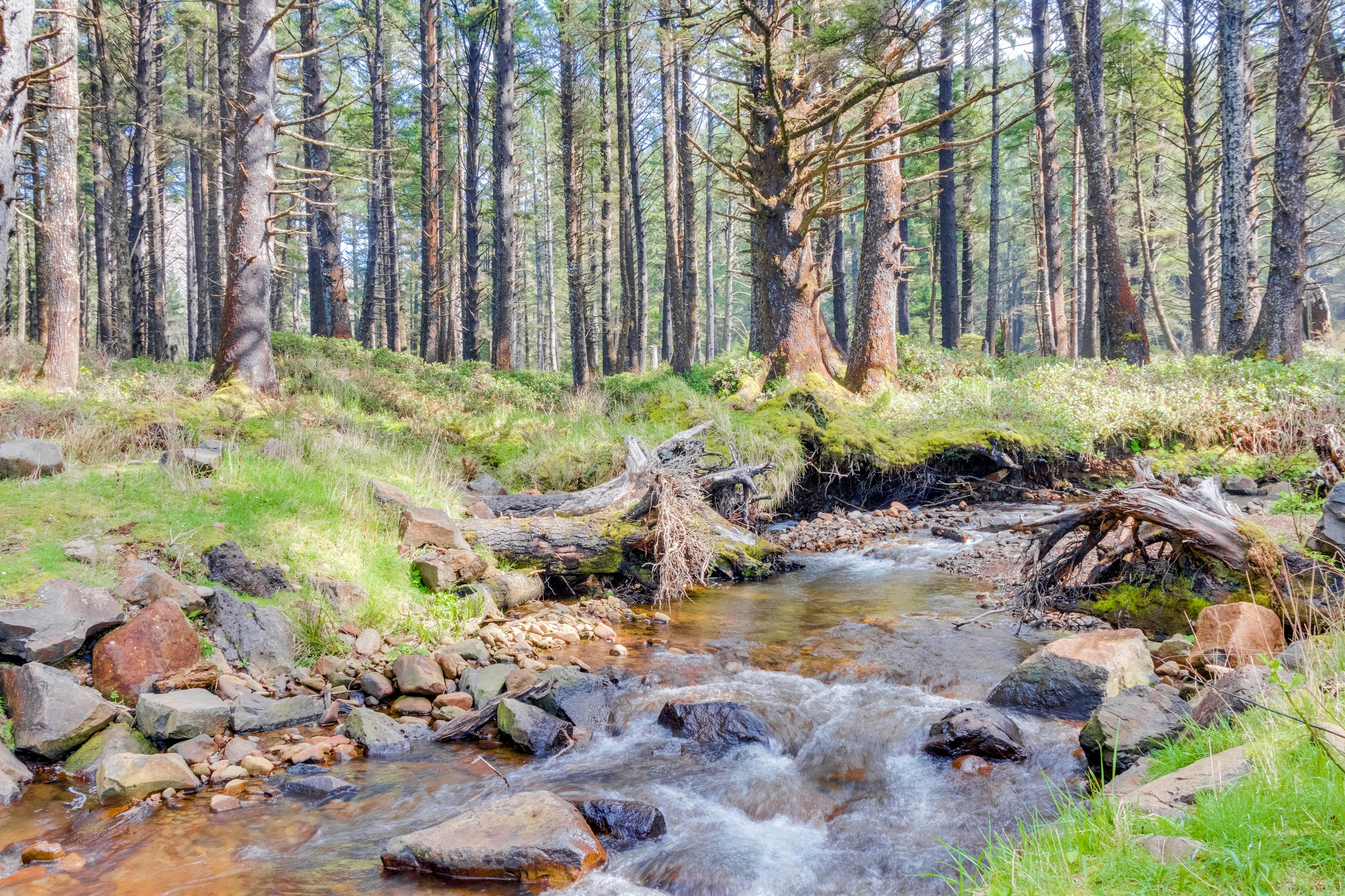 Cozy cabin with fireplace & WiFi, fishing & boats welcome - dog friendly