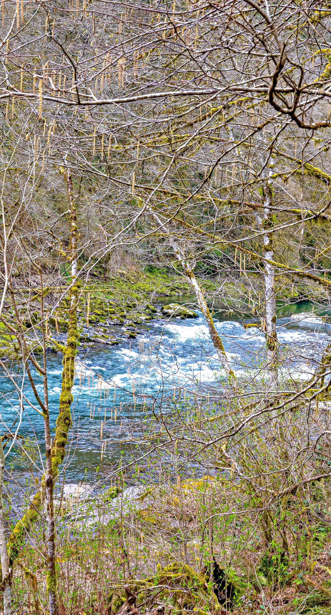 Dog friendly waterfront home on the Wilson River with great views deck and WiFi