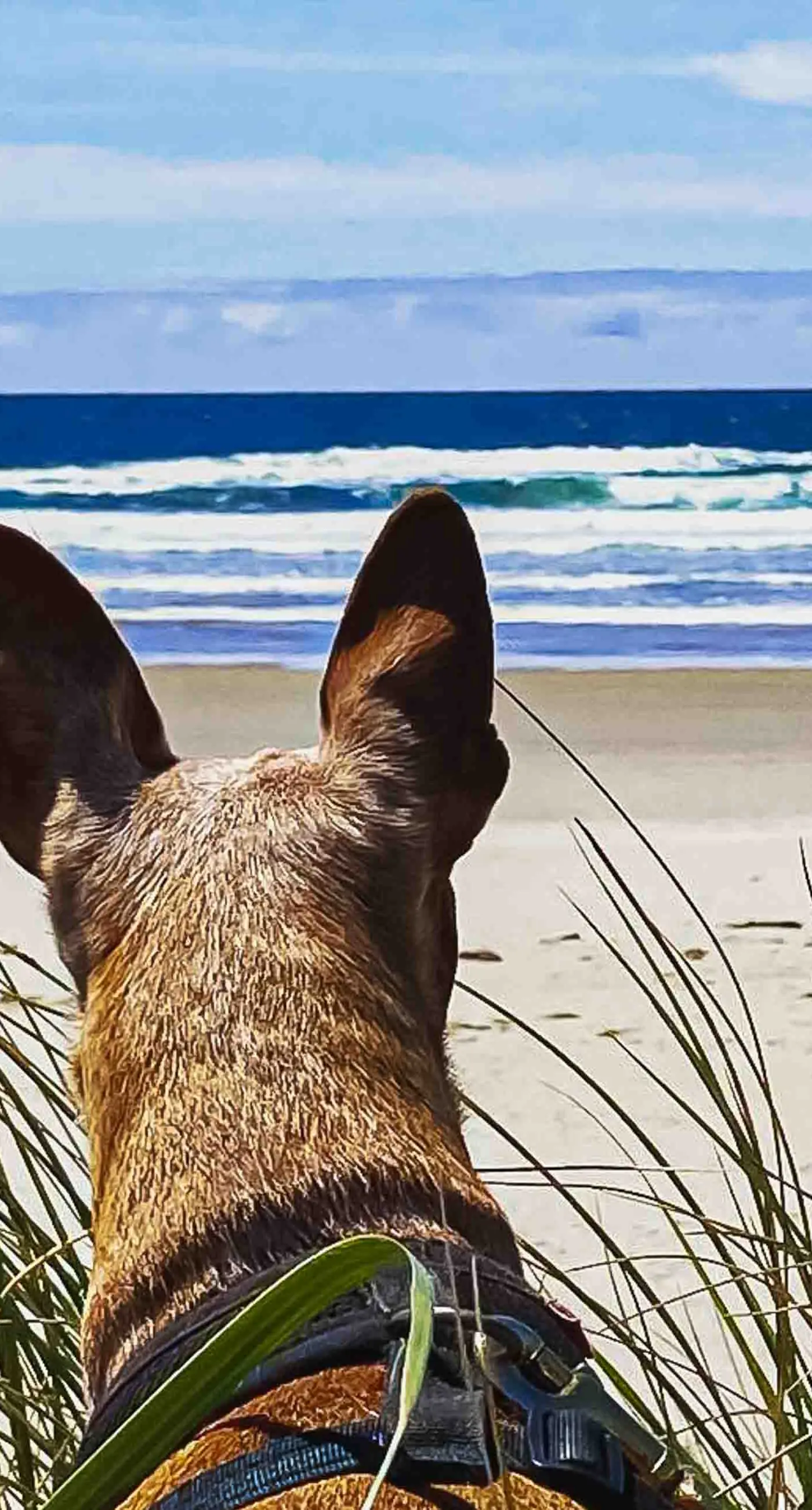 Dog friendly home close to the beach with patio BBQ and WiFi