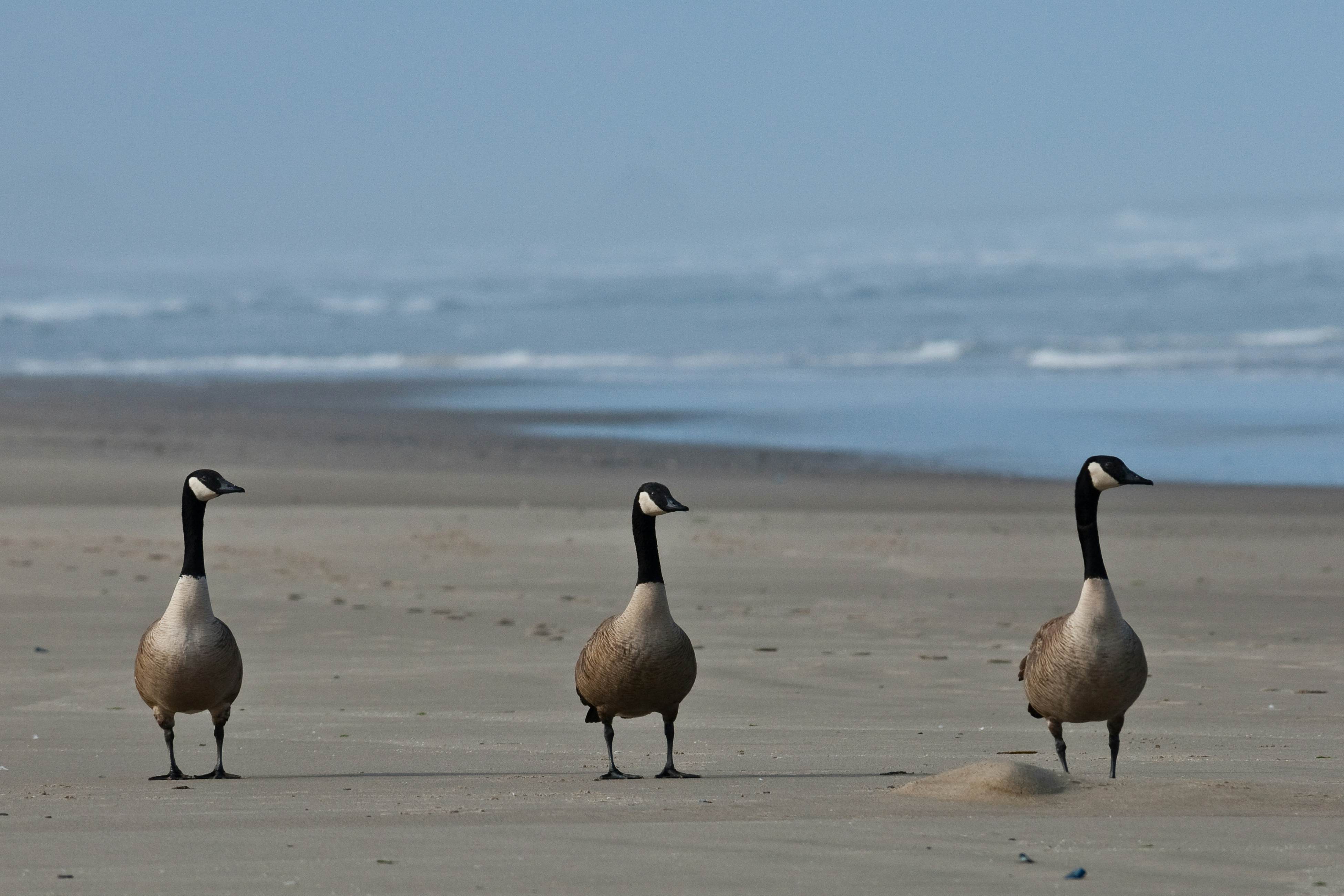Rock Creek Inn condo on beach with ocean view balcony walk to shops and dining