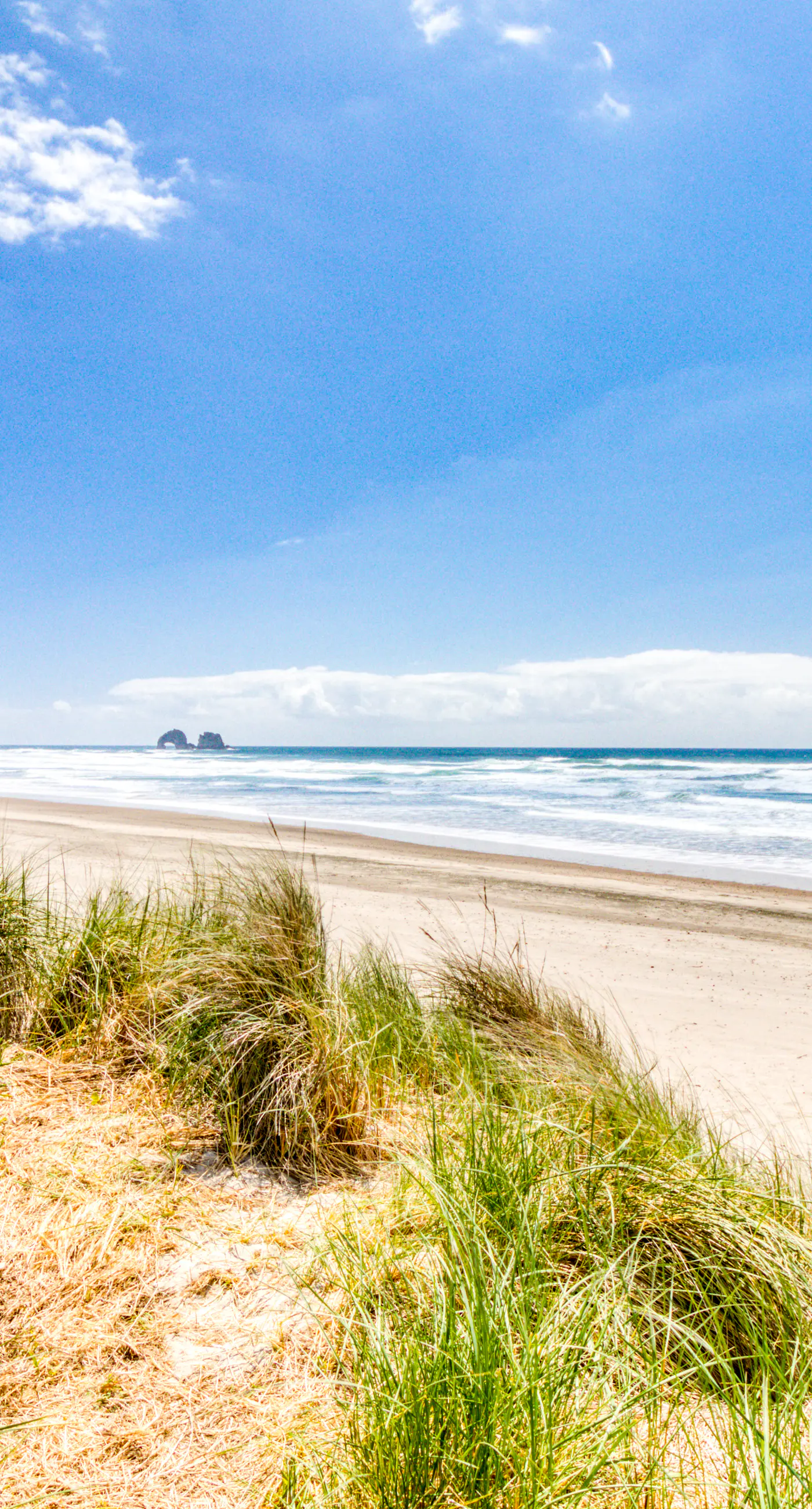 Dog Friendly Room Located Near the Beach and Downtown