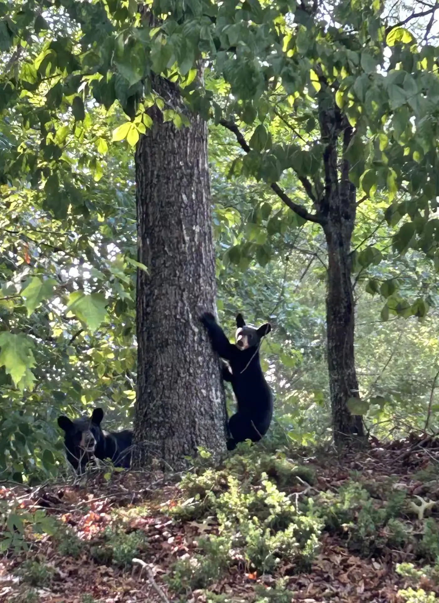 Cozy & Spacious Retreat, Sleeps 8・Hot Tub・Scenic