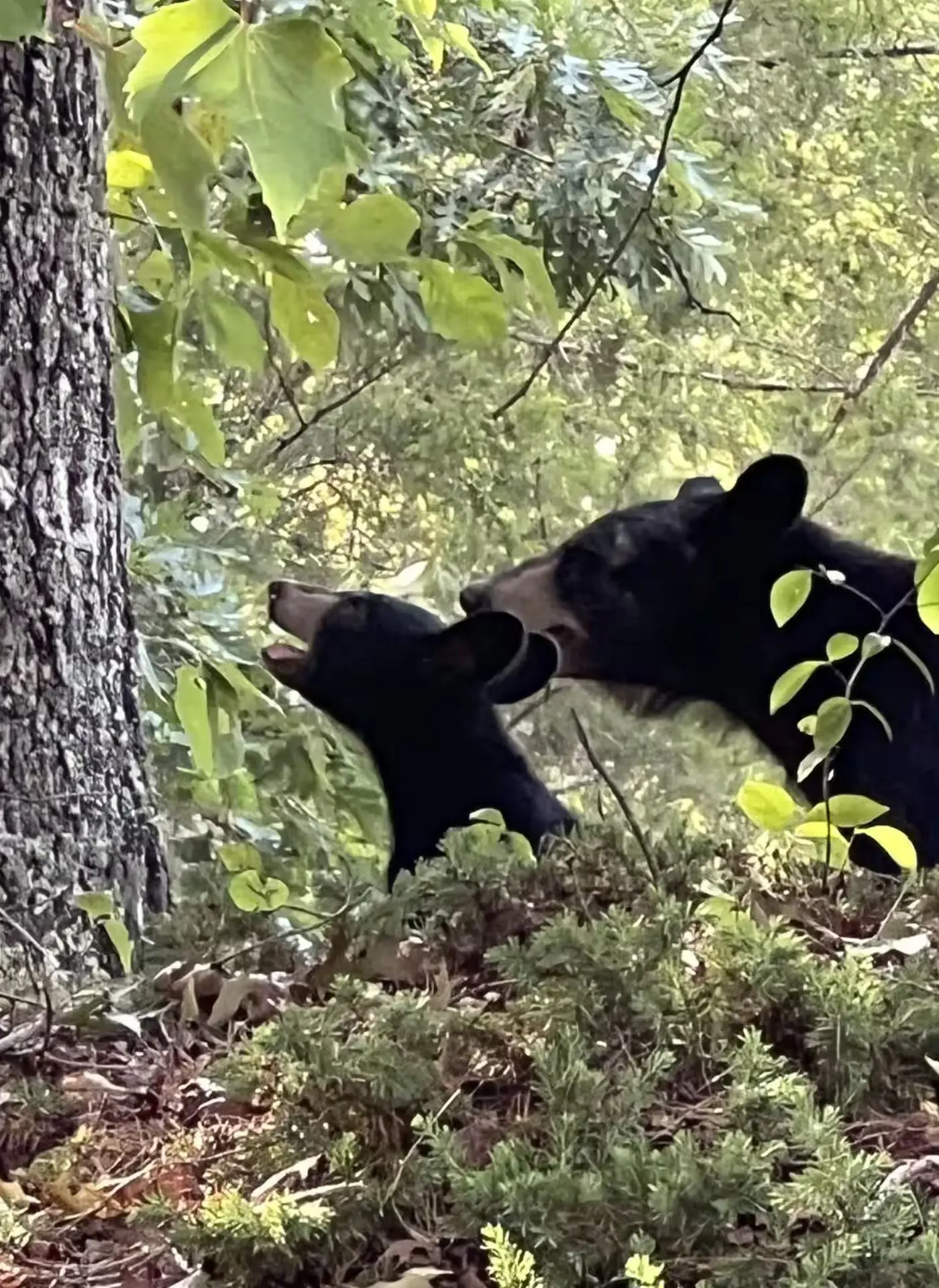 Cozy & Spacious Retreat, Sleeps 8・Hot Tub・Scenic