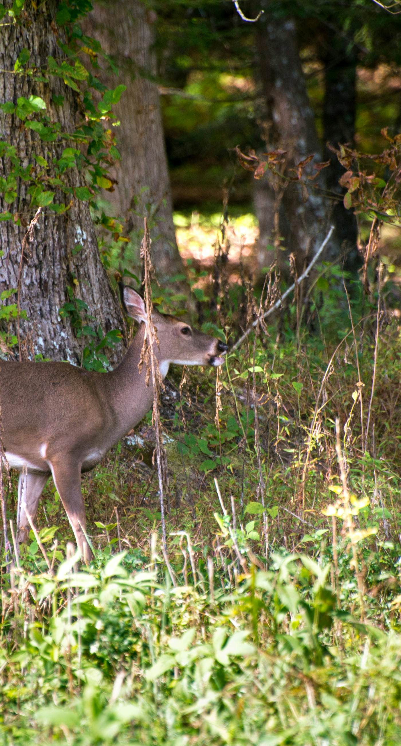 Cozy Smokies Condo Balcony, Views, Pool, Free Tickets