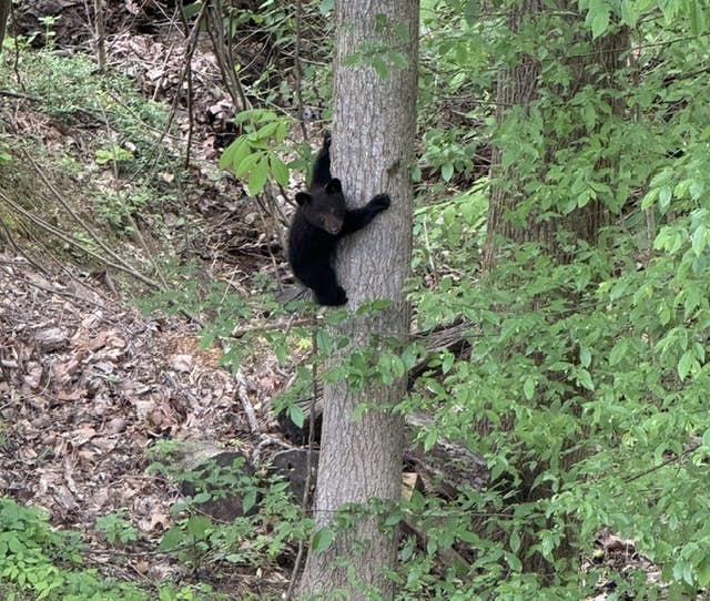 Large Cabin, Sleeps 20・Games・Hot Tub・Amazing Views