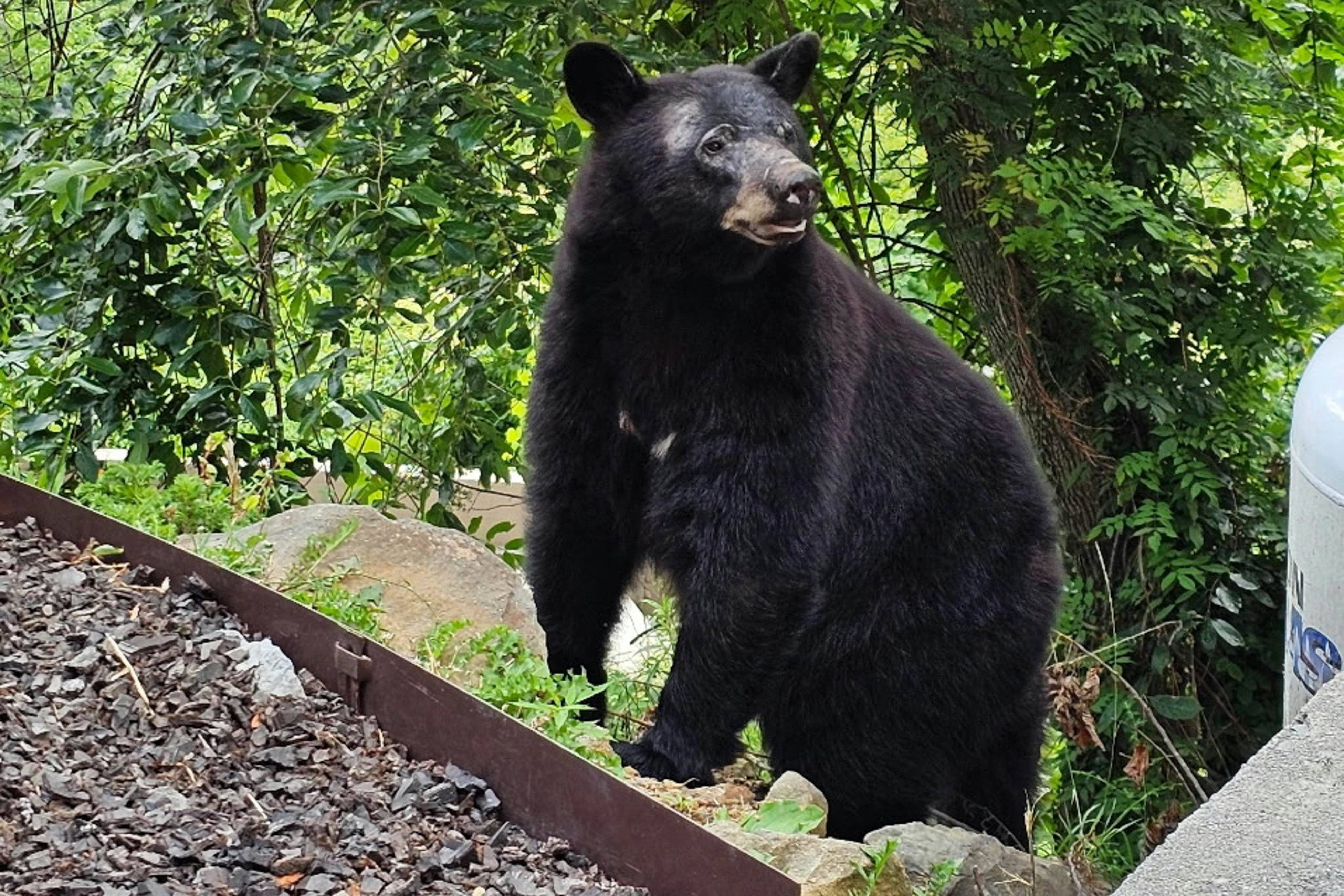 Mountain-view condo with private balcony, pool, & wood-burning fireplace