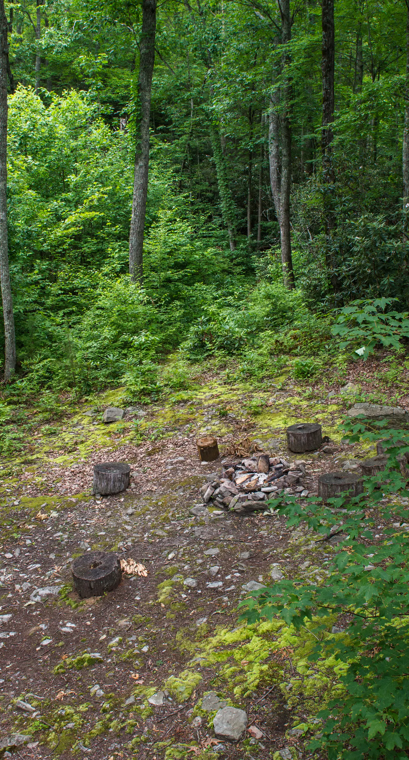Pet Friendly Near Dollywood Cabin・Hot tub・Views