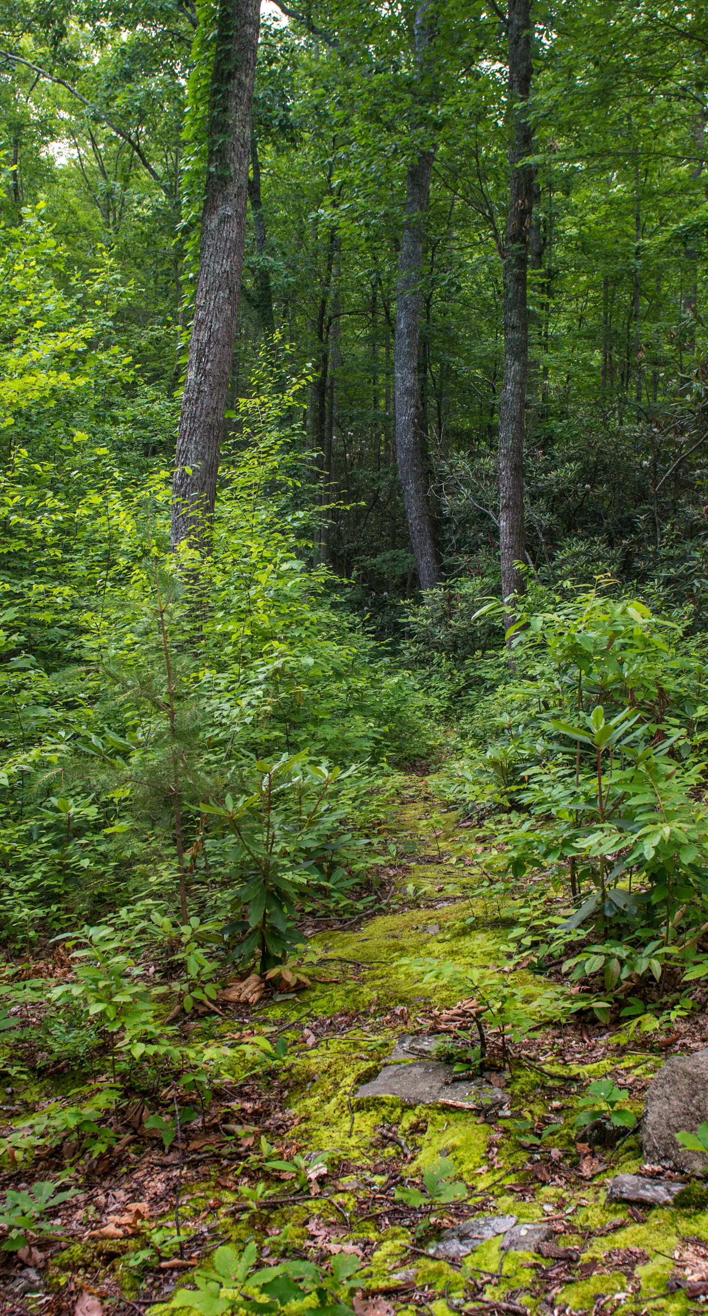 Pet Friendly Near Dollywood Cabin・Hot tub・Views