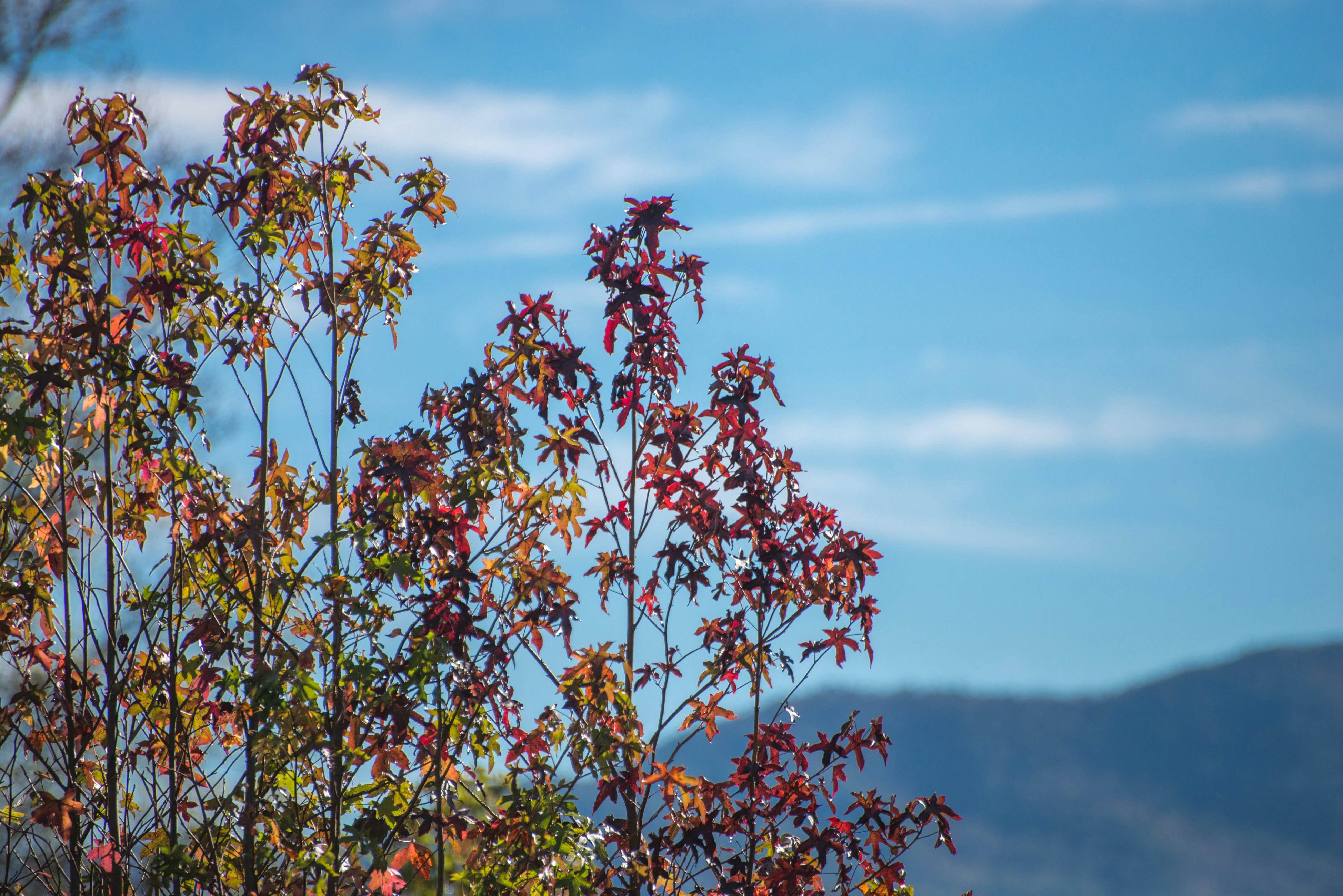 Cozy Cabin w/Private Hot Tub & Sweeping Mountain Views - Free Attraction Tickets