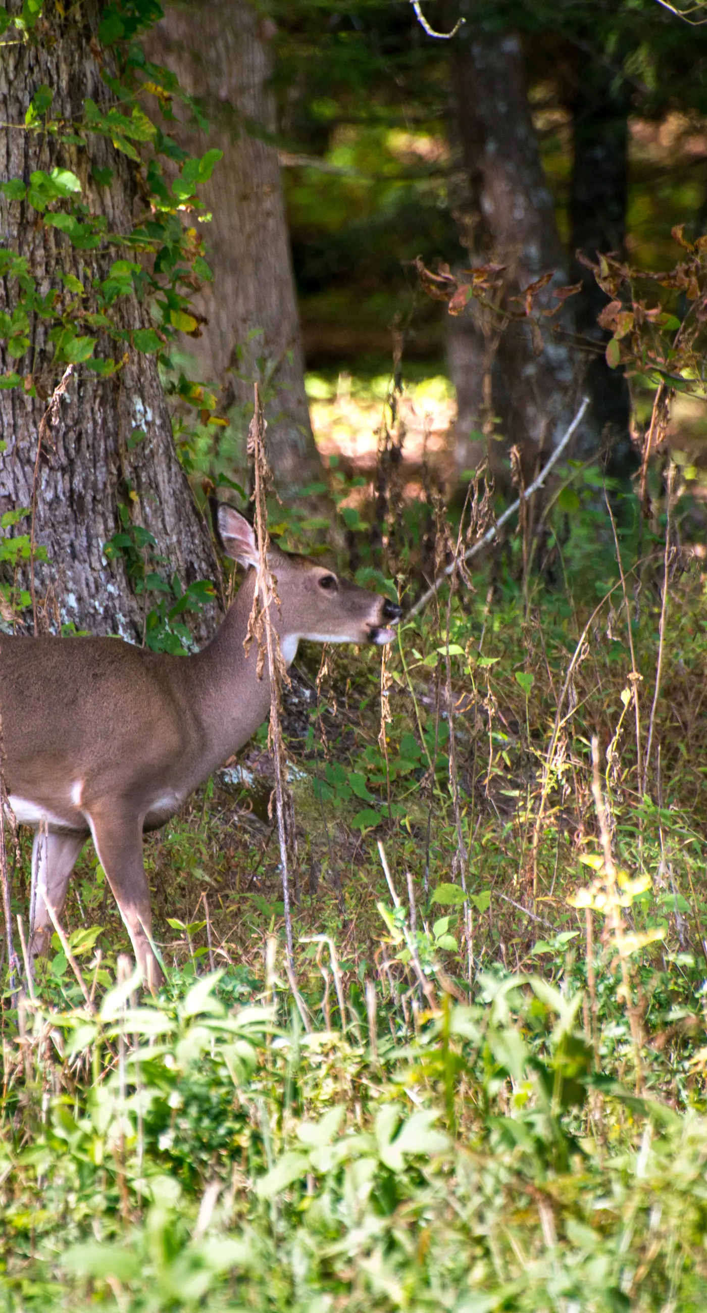 Dog Friendly Mtn Studio Cabin, Sleeps 2・Hot Tub