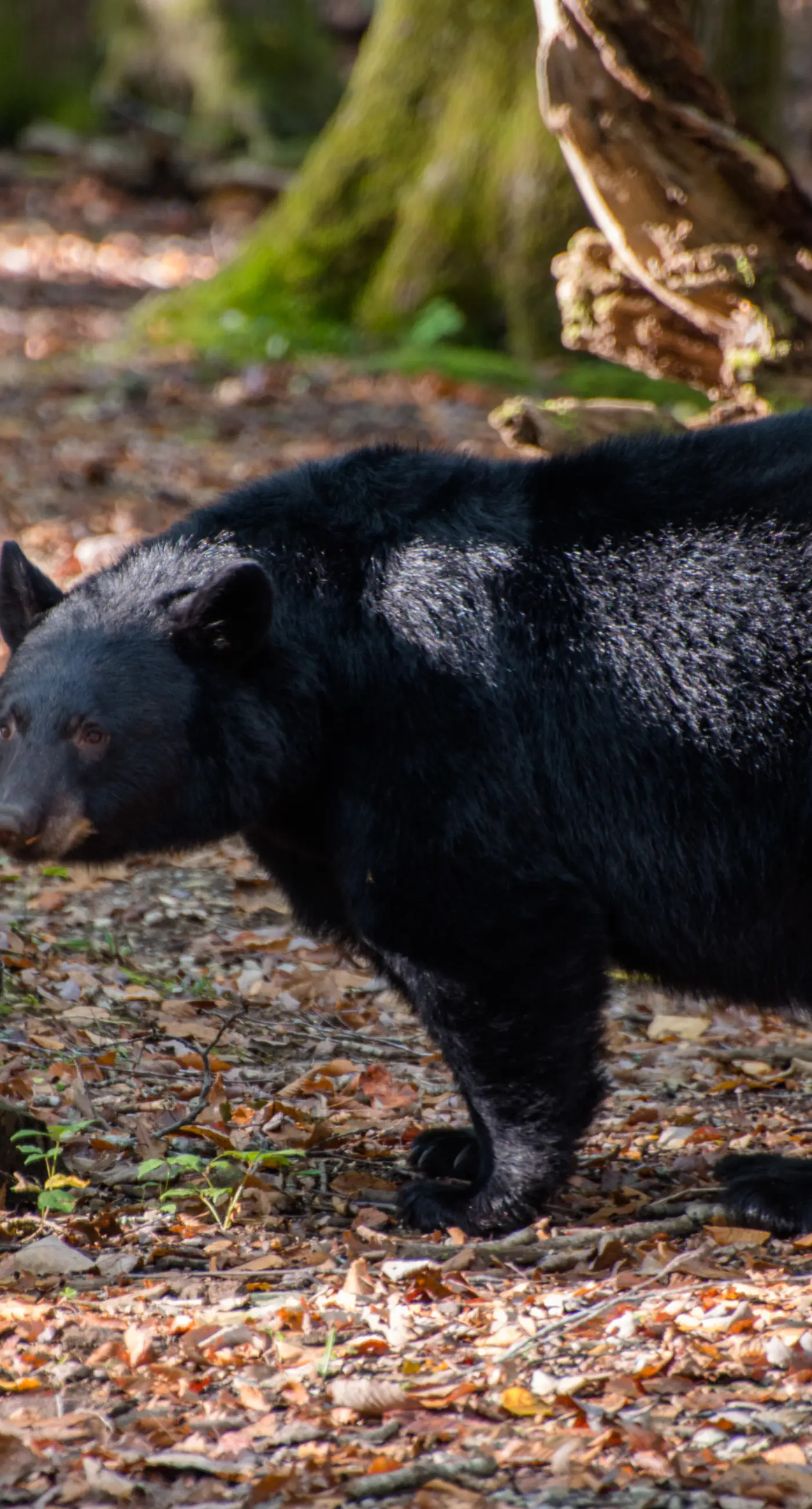 Dog Friendly Mtn Studio Cabin, Sleeps 2・Hot Tub