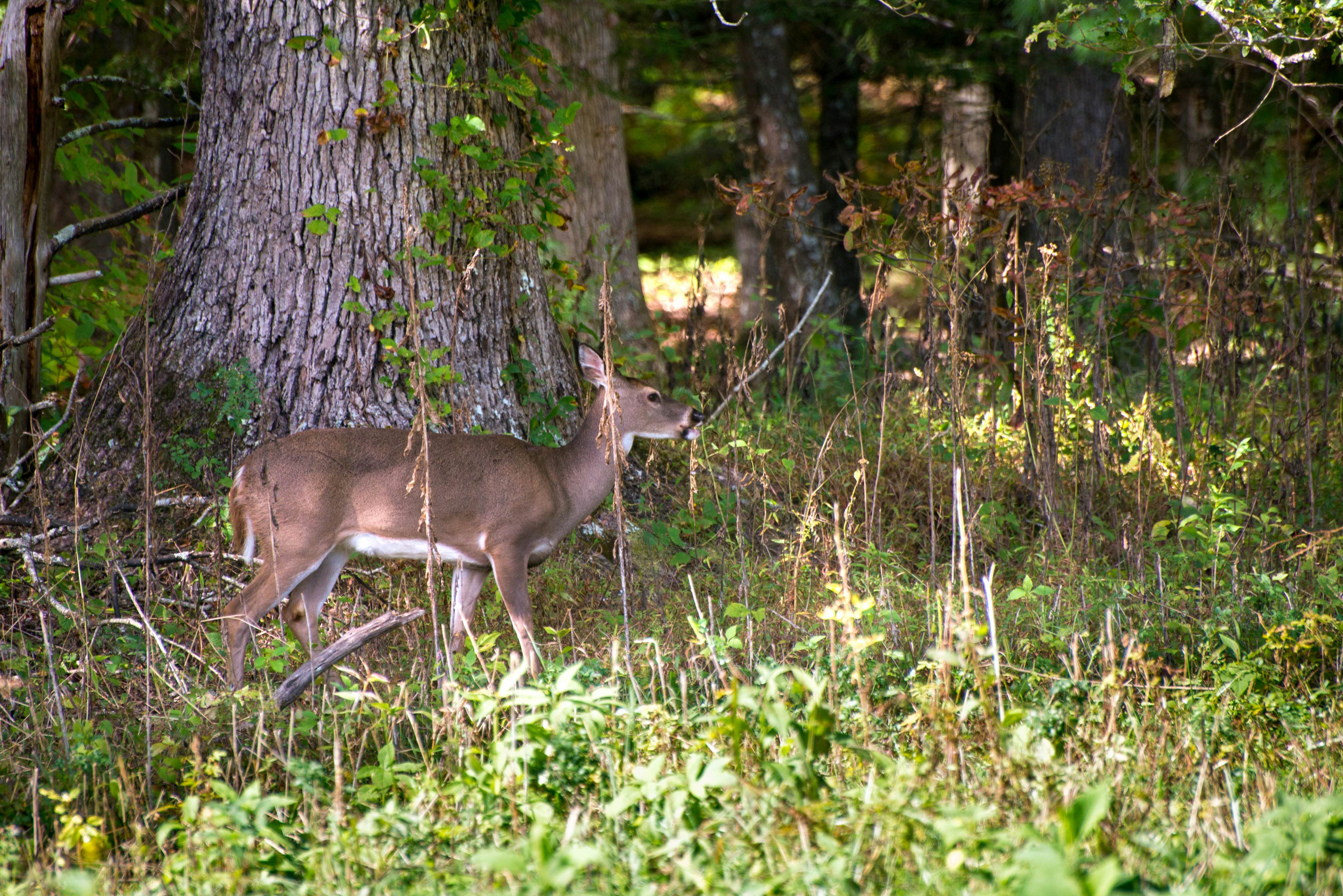 Cabin w/Hot Tub & Free Attraction Tickets + Access for Guests w/Limited Mobility