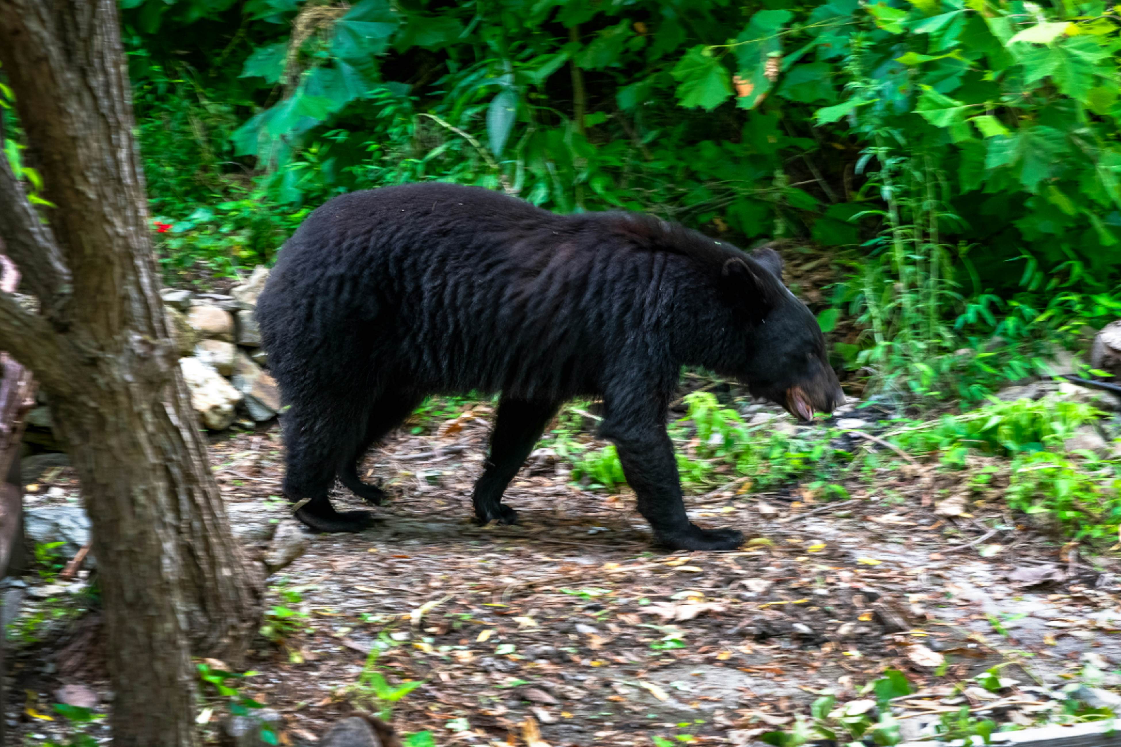 Fairytale Mtn Cottage, Sleeps 6・Hot Tub・Fireplace