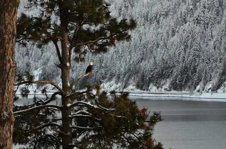 Unwind at Bridger Trail Retreat on CDA Lake