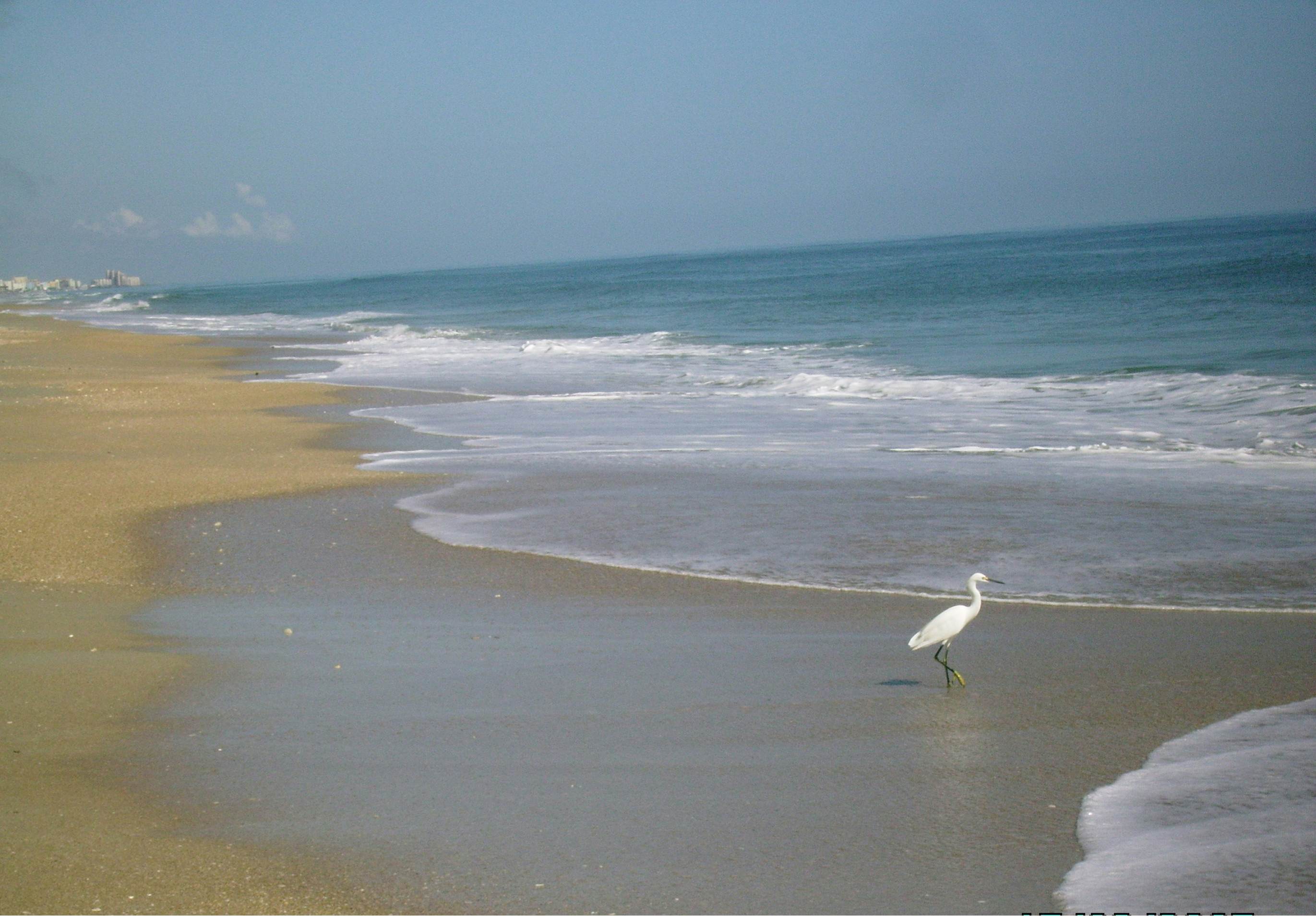 Smyrna Beach Club 307