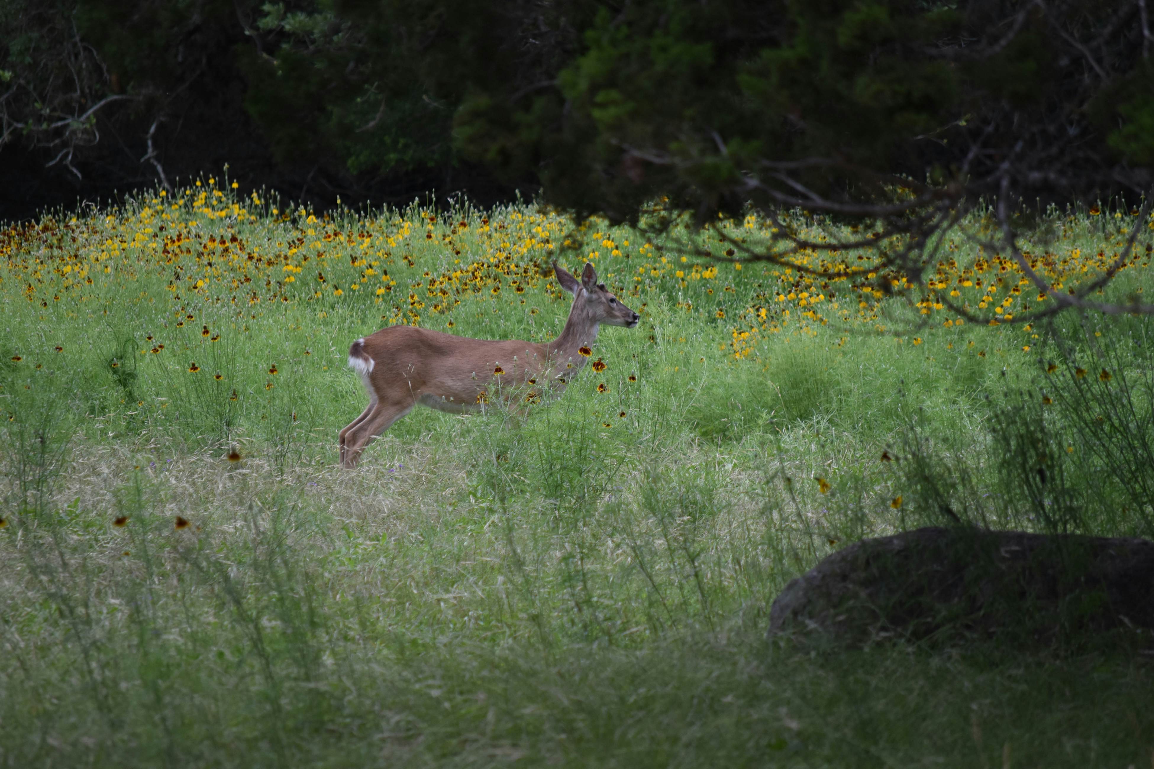 Century Oak House - Casita A