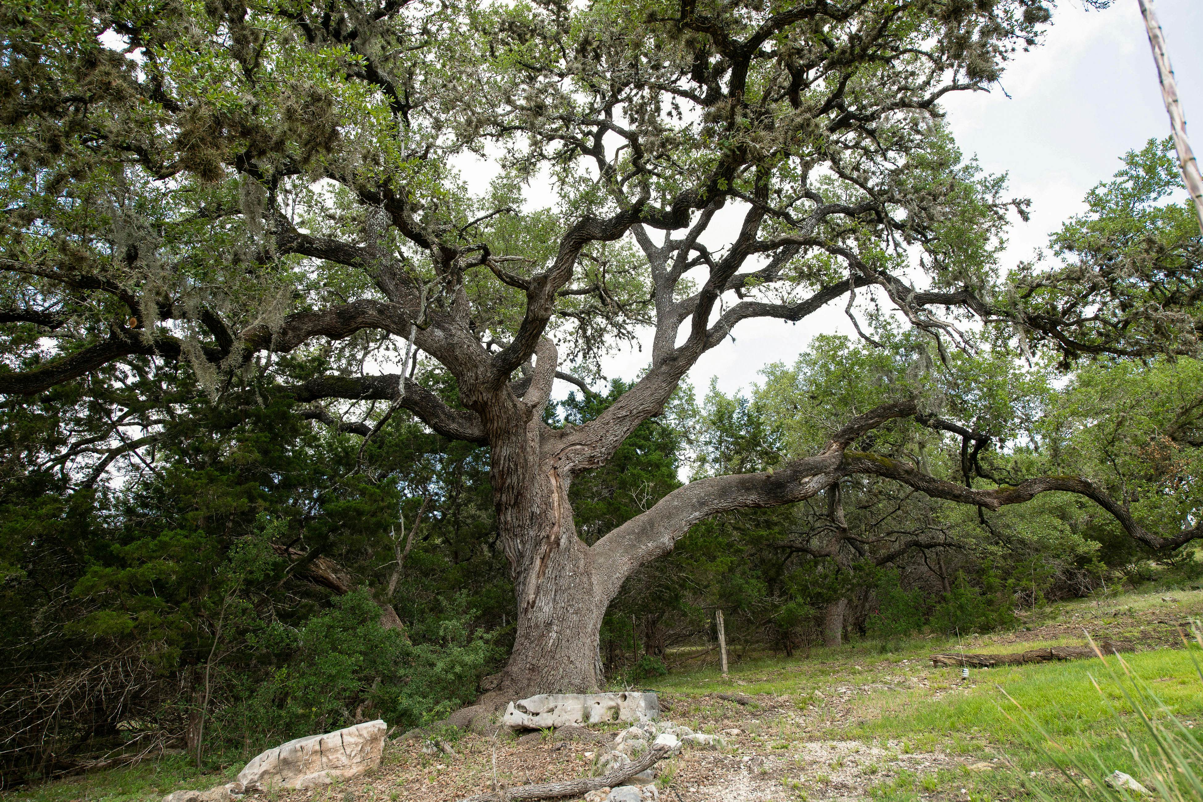Century Oak House - Casita A