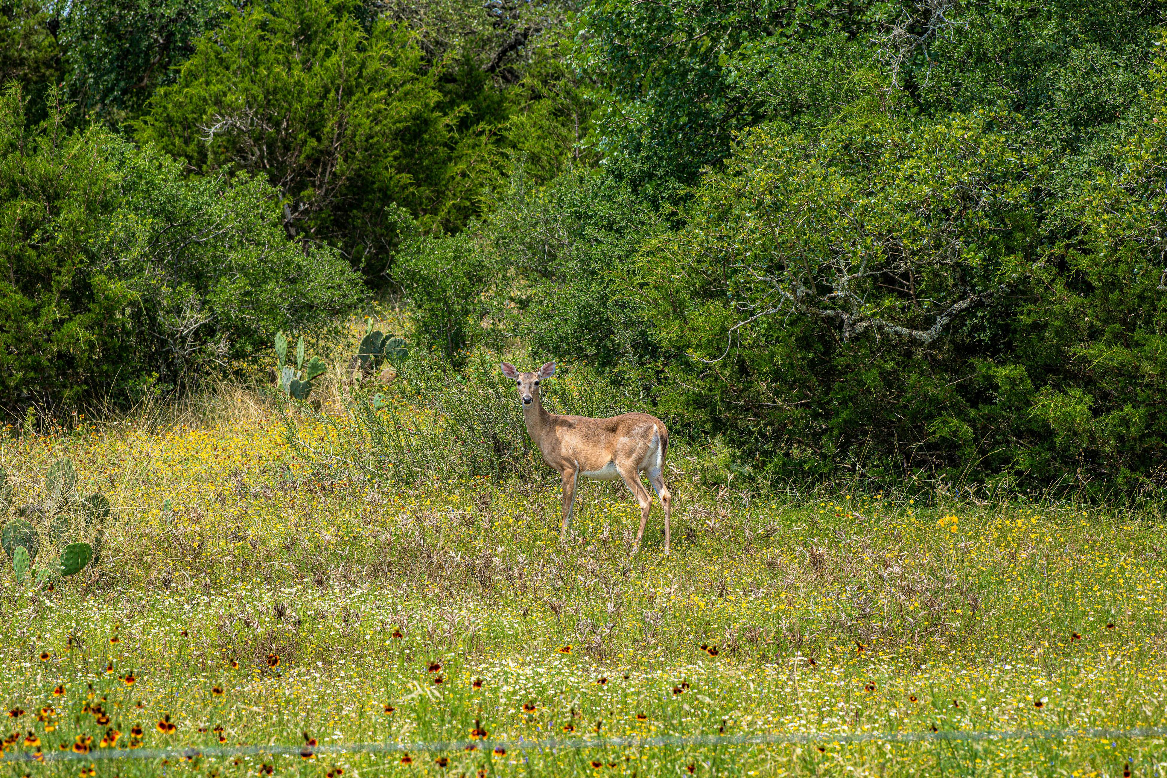 Century Oak House - Casita A
