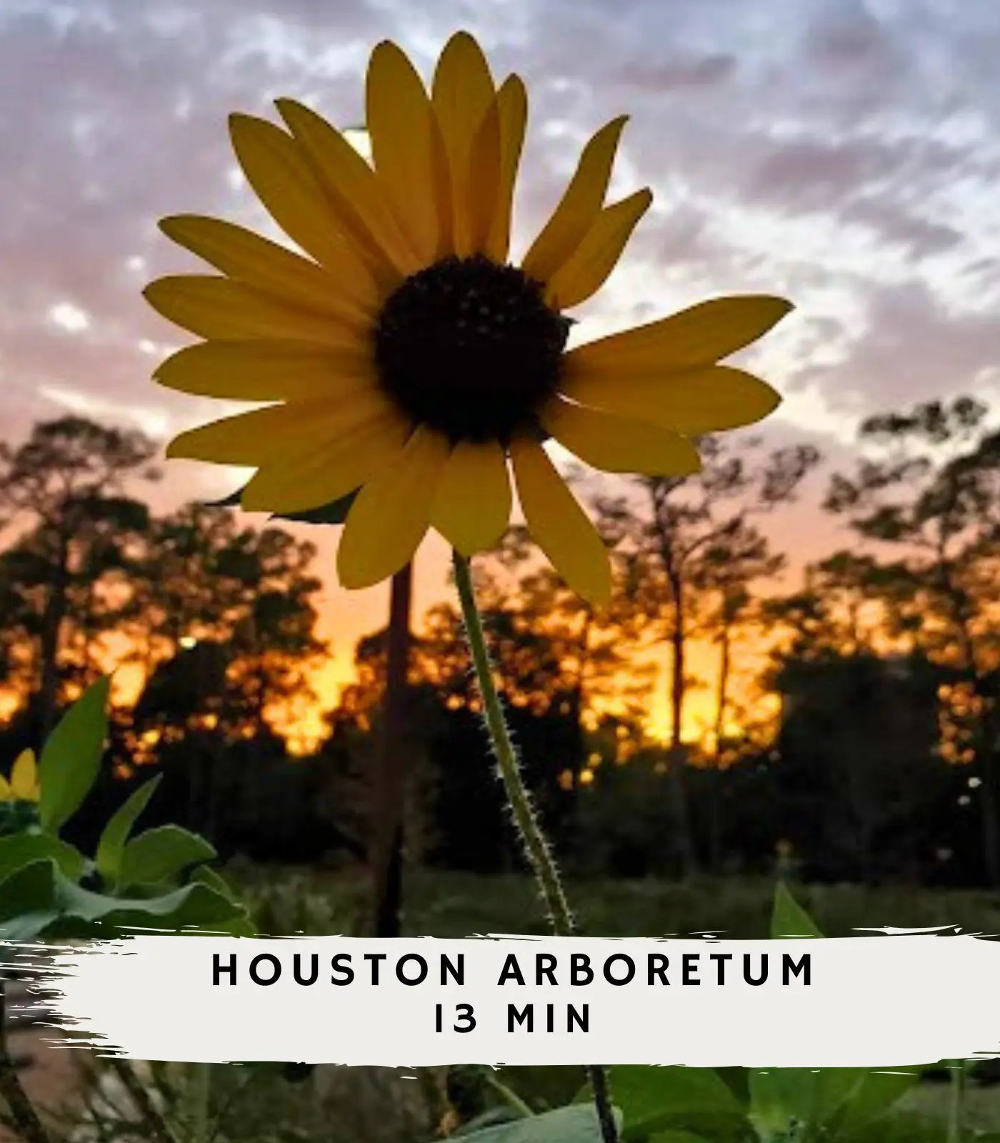 Gorgeous and Cozy Houston home w/ a private Pool