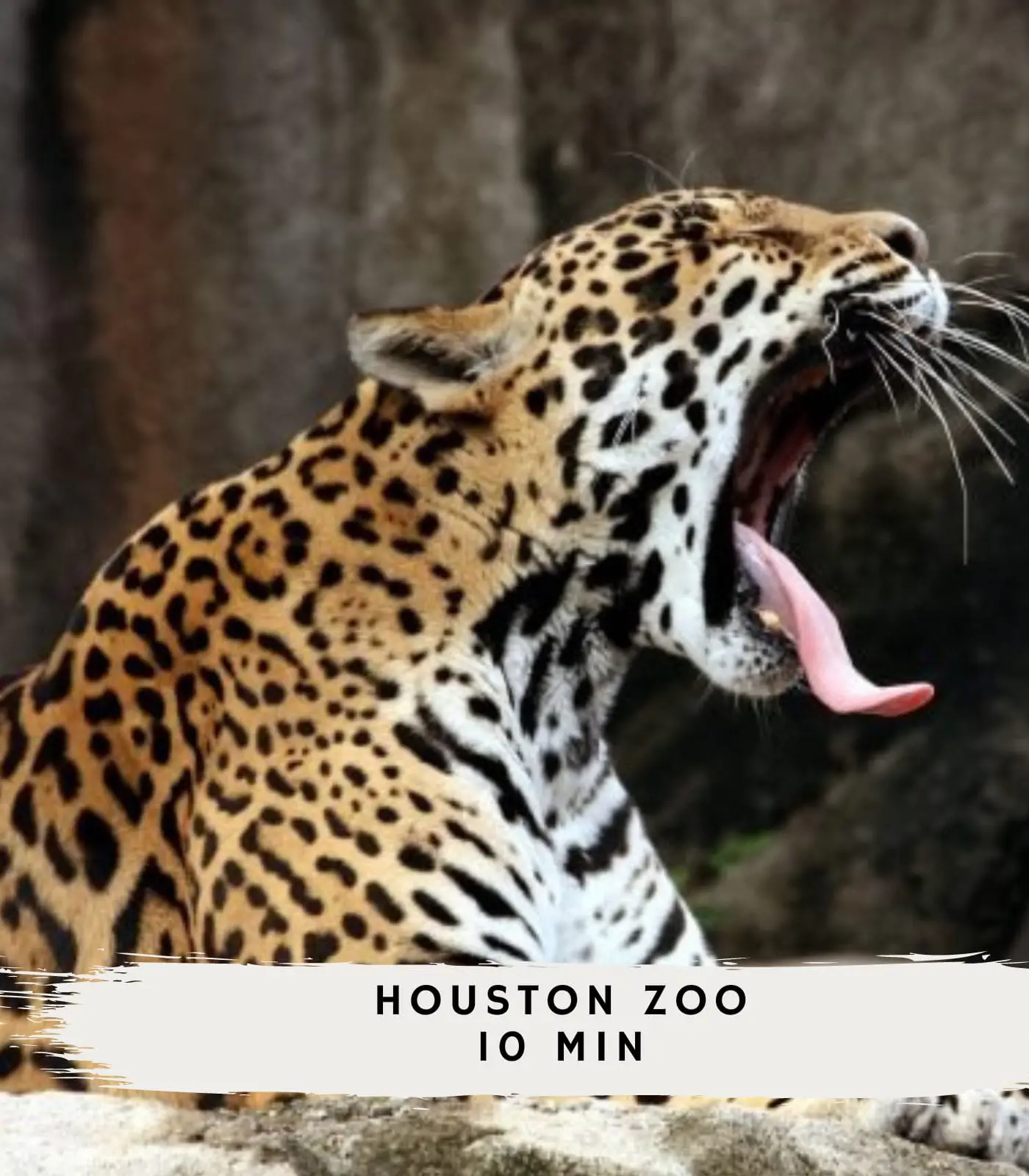 Best of Midtown-3 Bedrooms, Minutes to Attractions