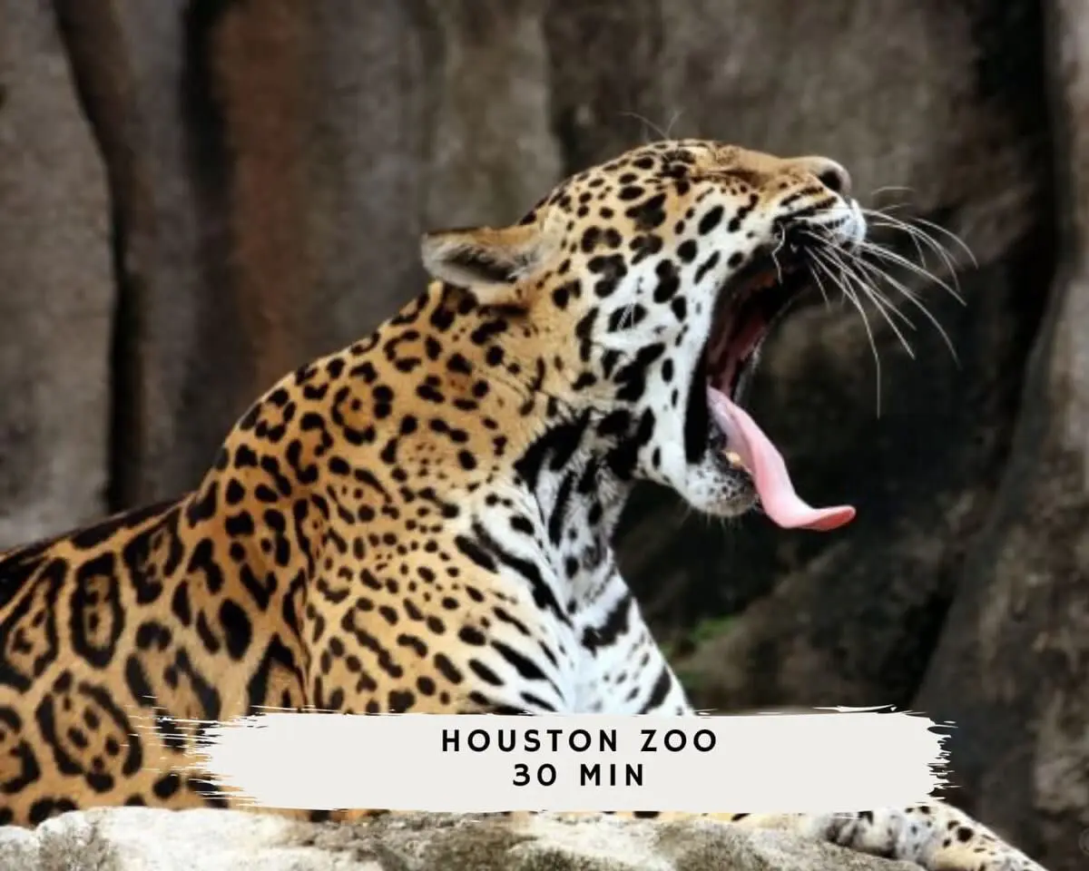 Spring Branch Paradise, 4-BD Backyard Pool Oasis