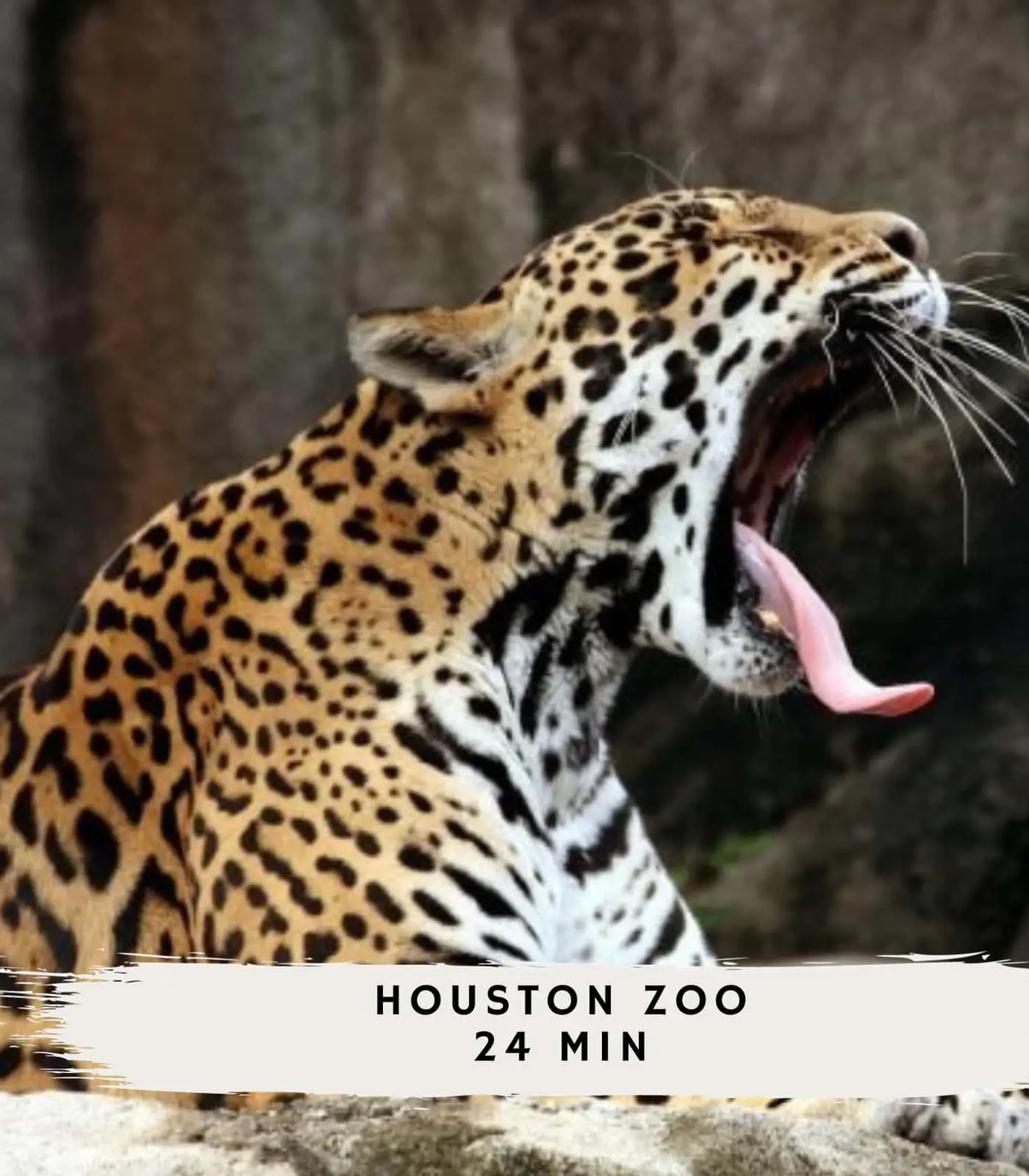 Modern 2BR Houston Stay | Central & Cozy