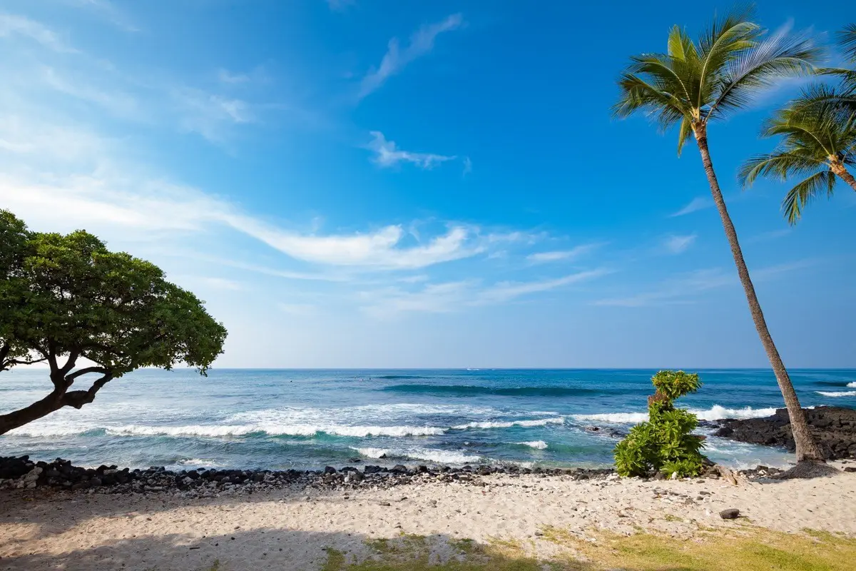 Banyan Tree 403C