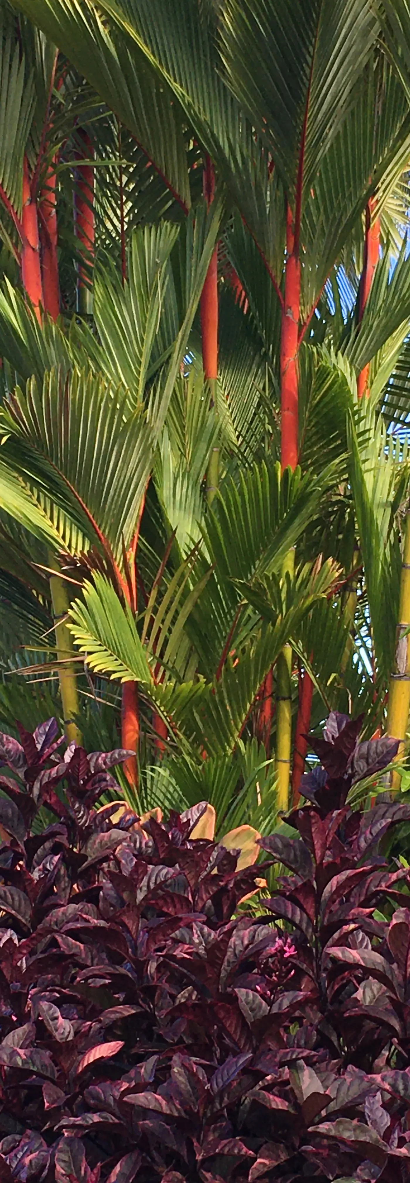 Kanaloa #3503