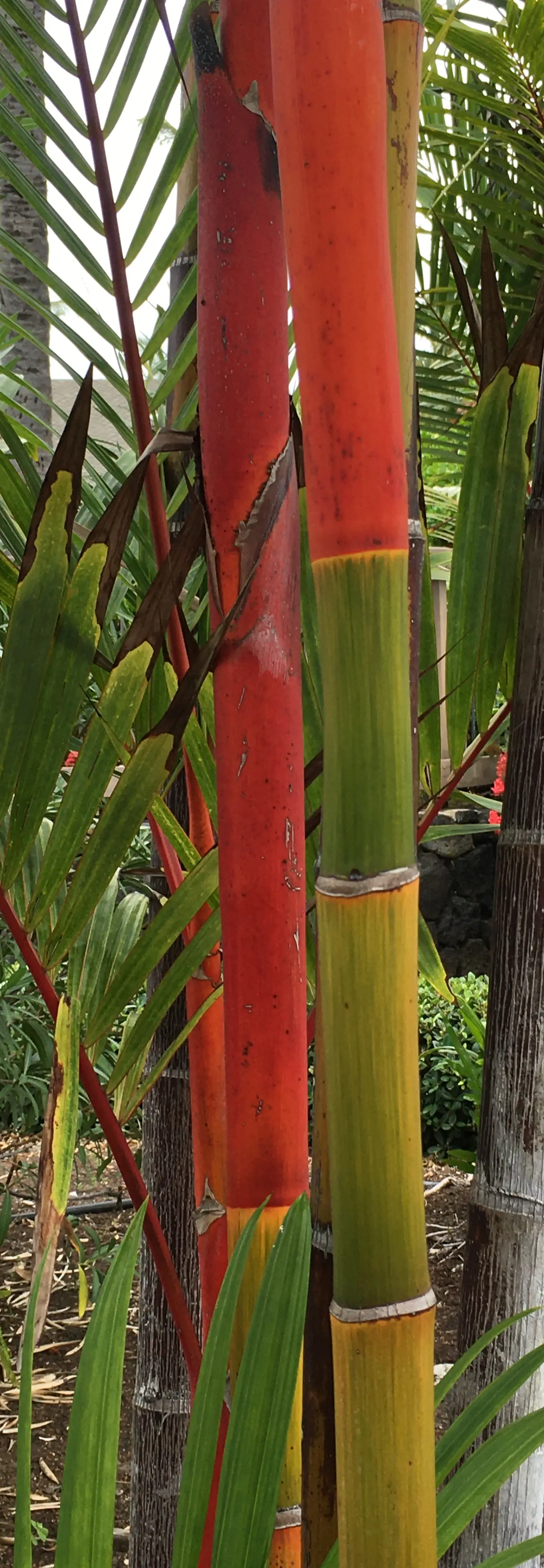 Kanaloa #3503