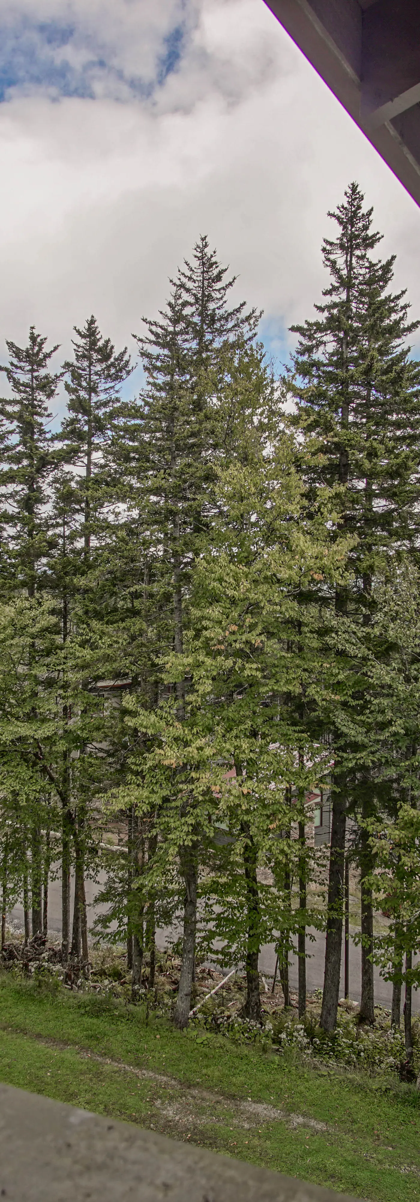 4 Br:   Whistlepunk 24