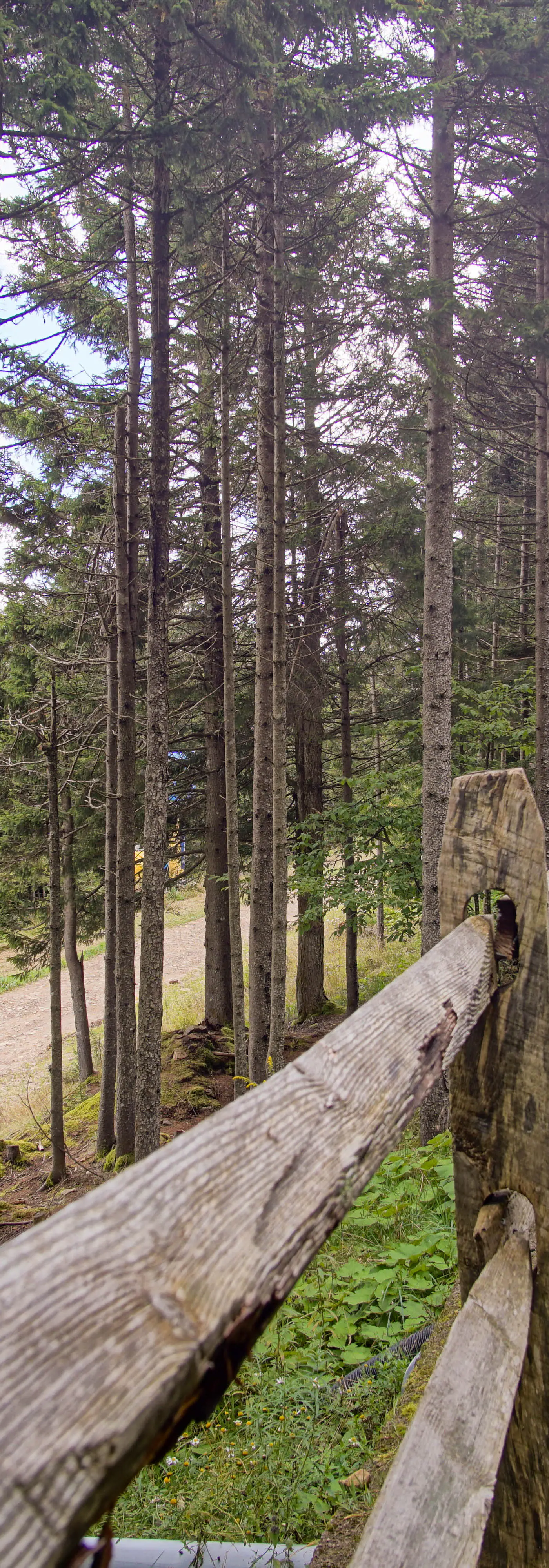 5 Br: Loggers Run 8