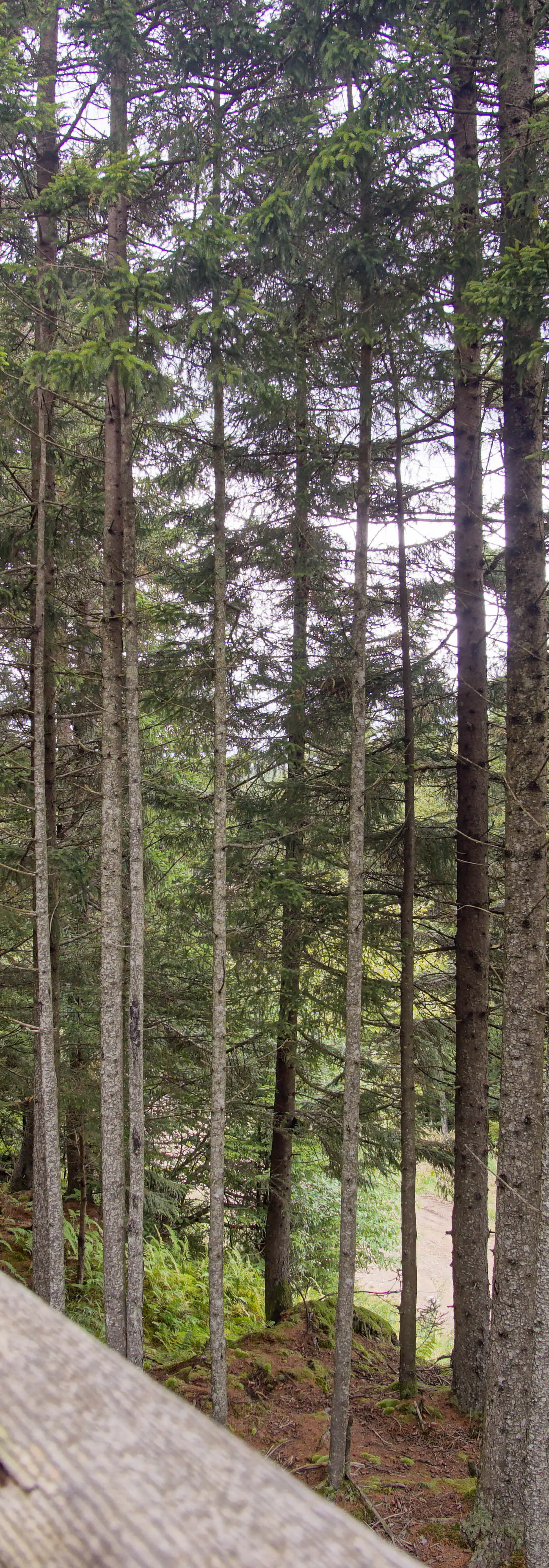 5 Br: Loggers Run 8