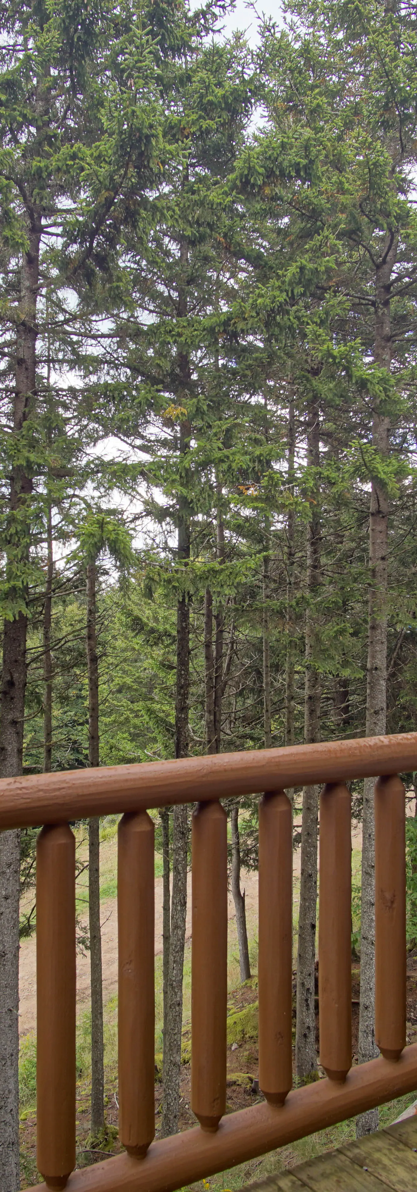 5 Br: Loggers Run 8