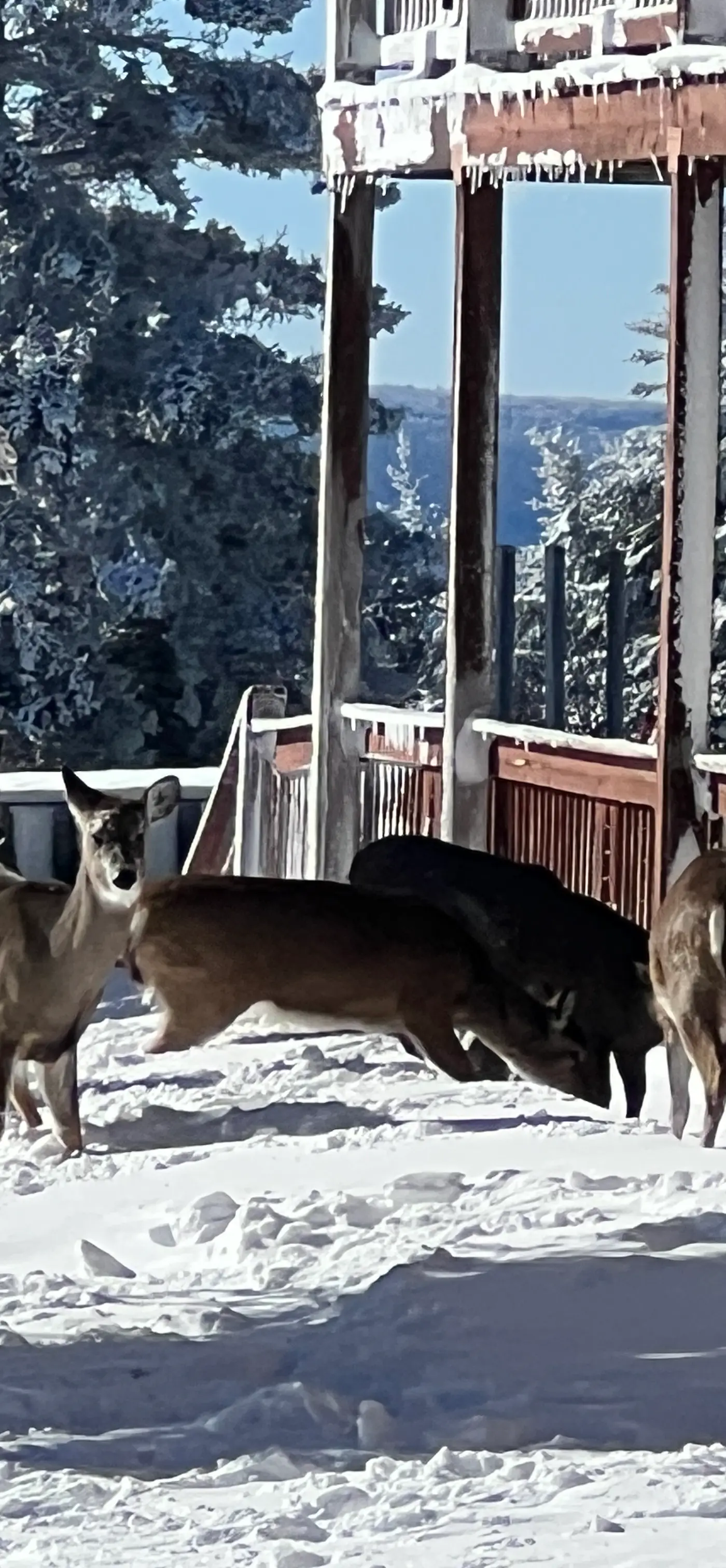 8 Br: Sanctuary Slopeside 1
