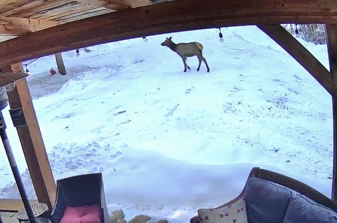 Shadow Pines Cabin (Partially Handicap Accessible)