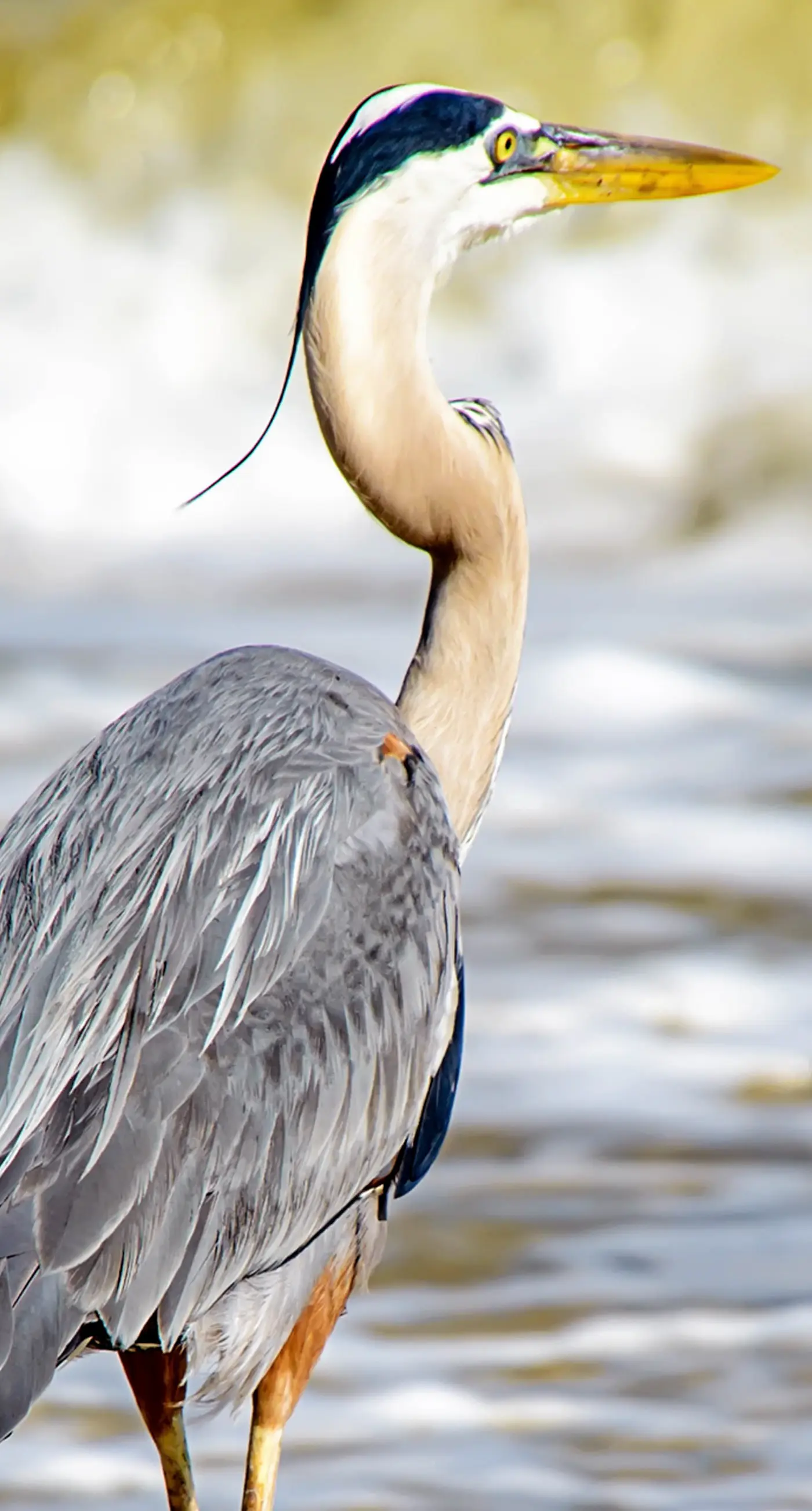Family-friendly, beachfront getaway with a stainless kitchen & shared pool