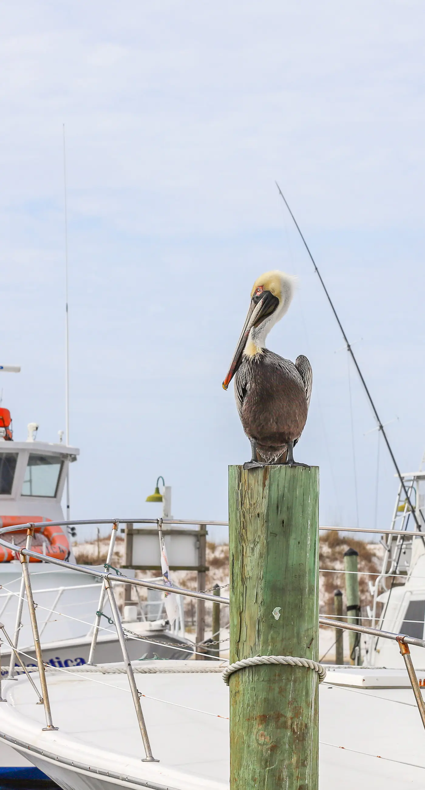 Quiet, dog-friendly home with tropical backyard, cobblestones & private grill