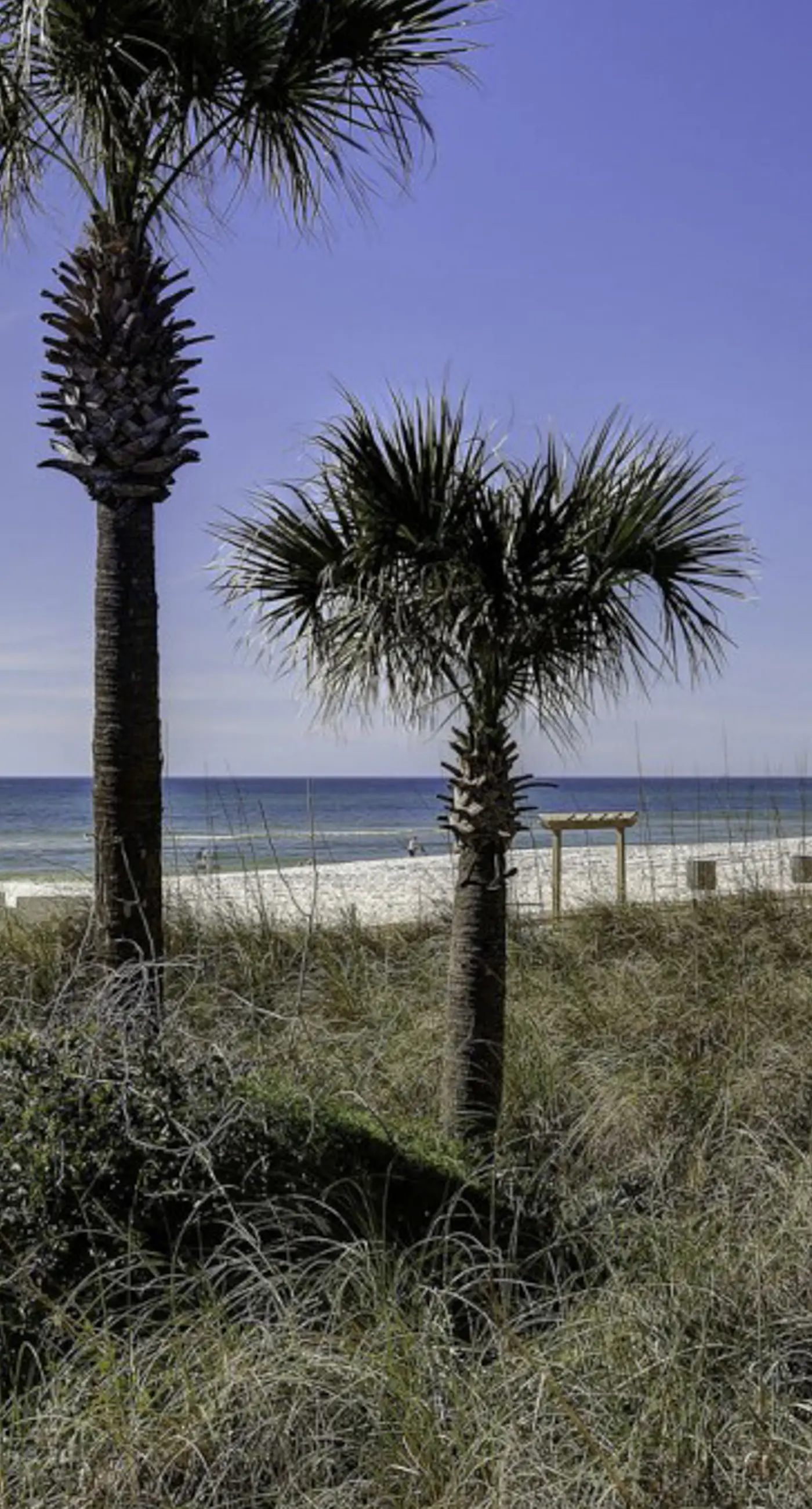 Edgewater Beach Resort T1-1204
