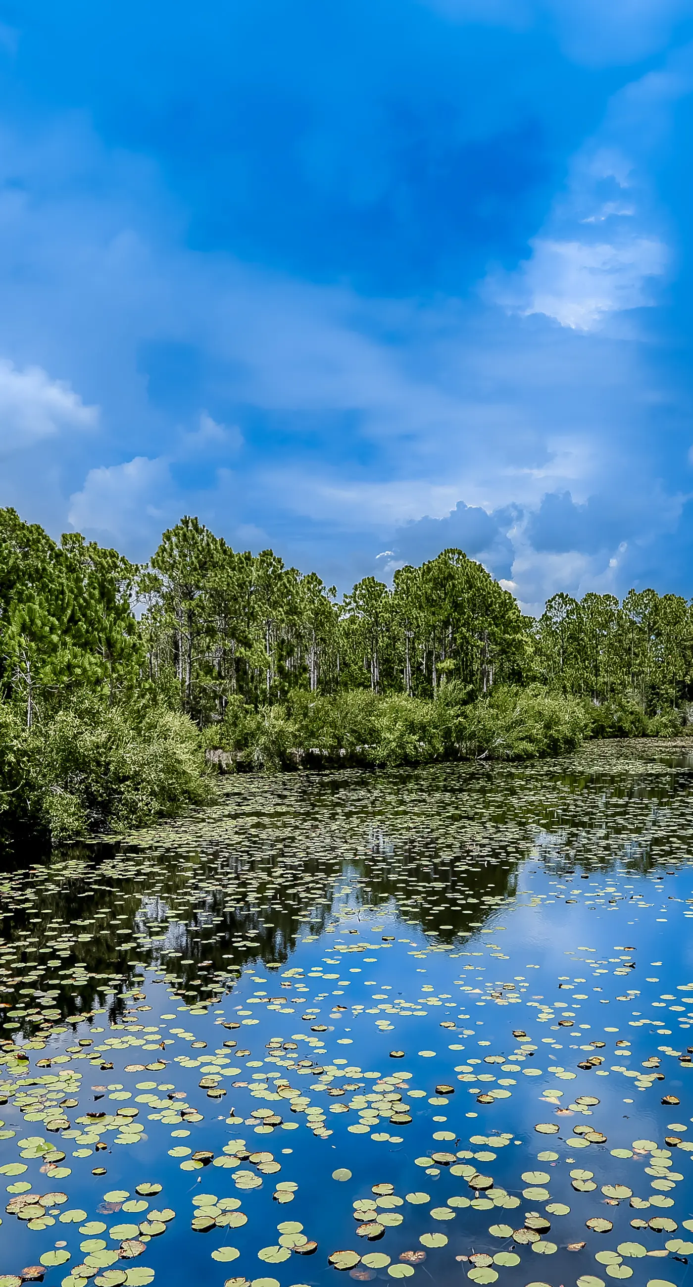 Gorgeous coastal condo with shared pool and private balcony