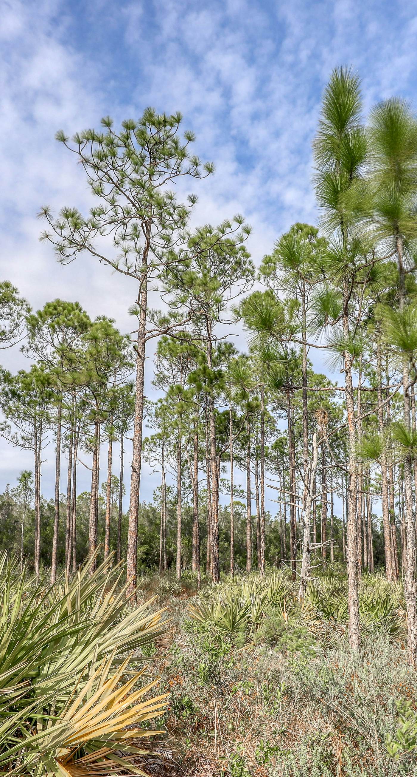 Cozy studio near the beach w/bright interior, shared pool, & prime location