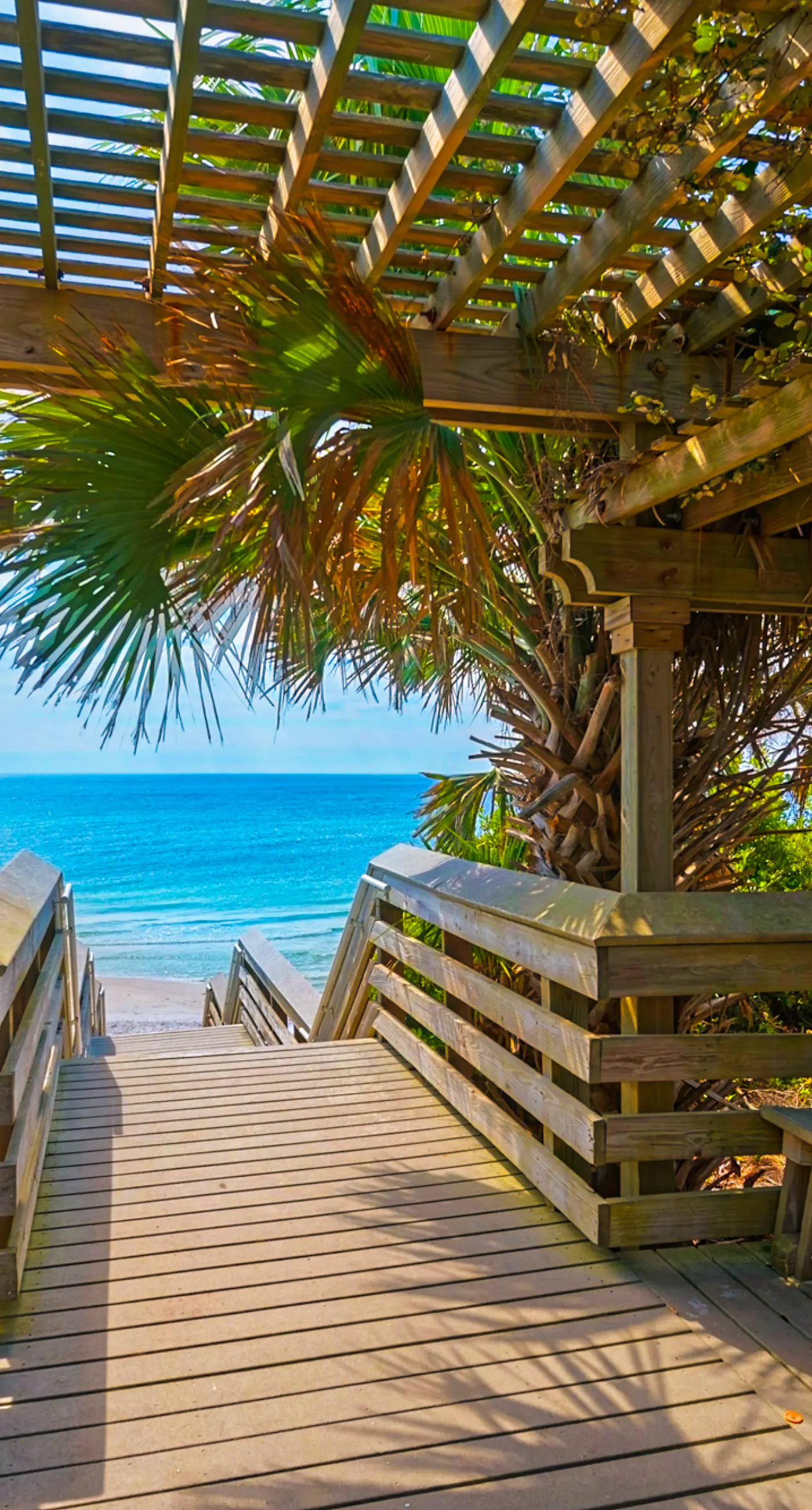 Grove By The Sea - Panhandle Dreams