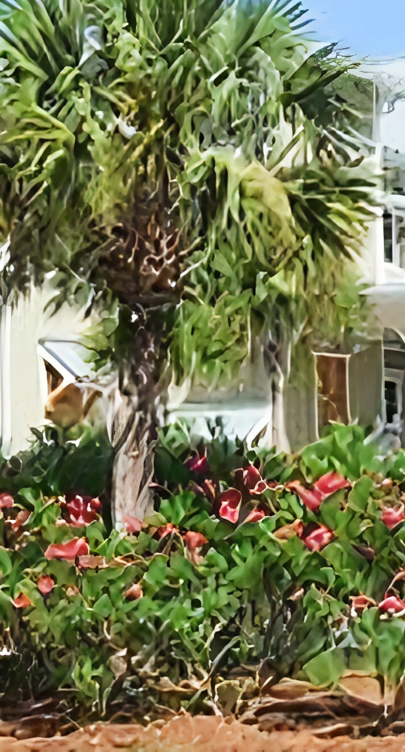 Spacious dog-friendly home with elevator, screened decks, on-site pool, & gym