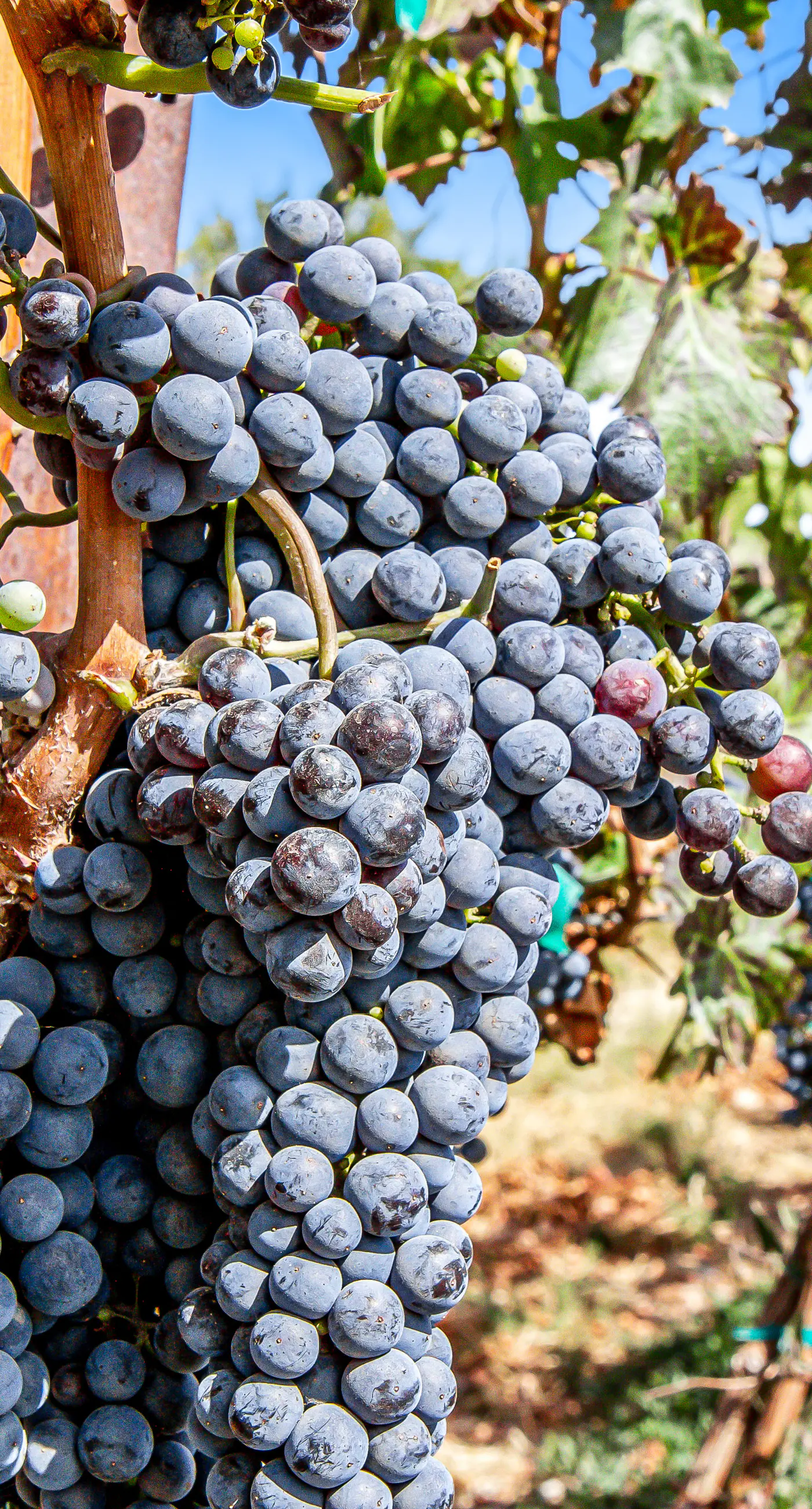 Kerry Hill Manor Family Vineyard Retreat