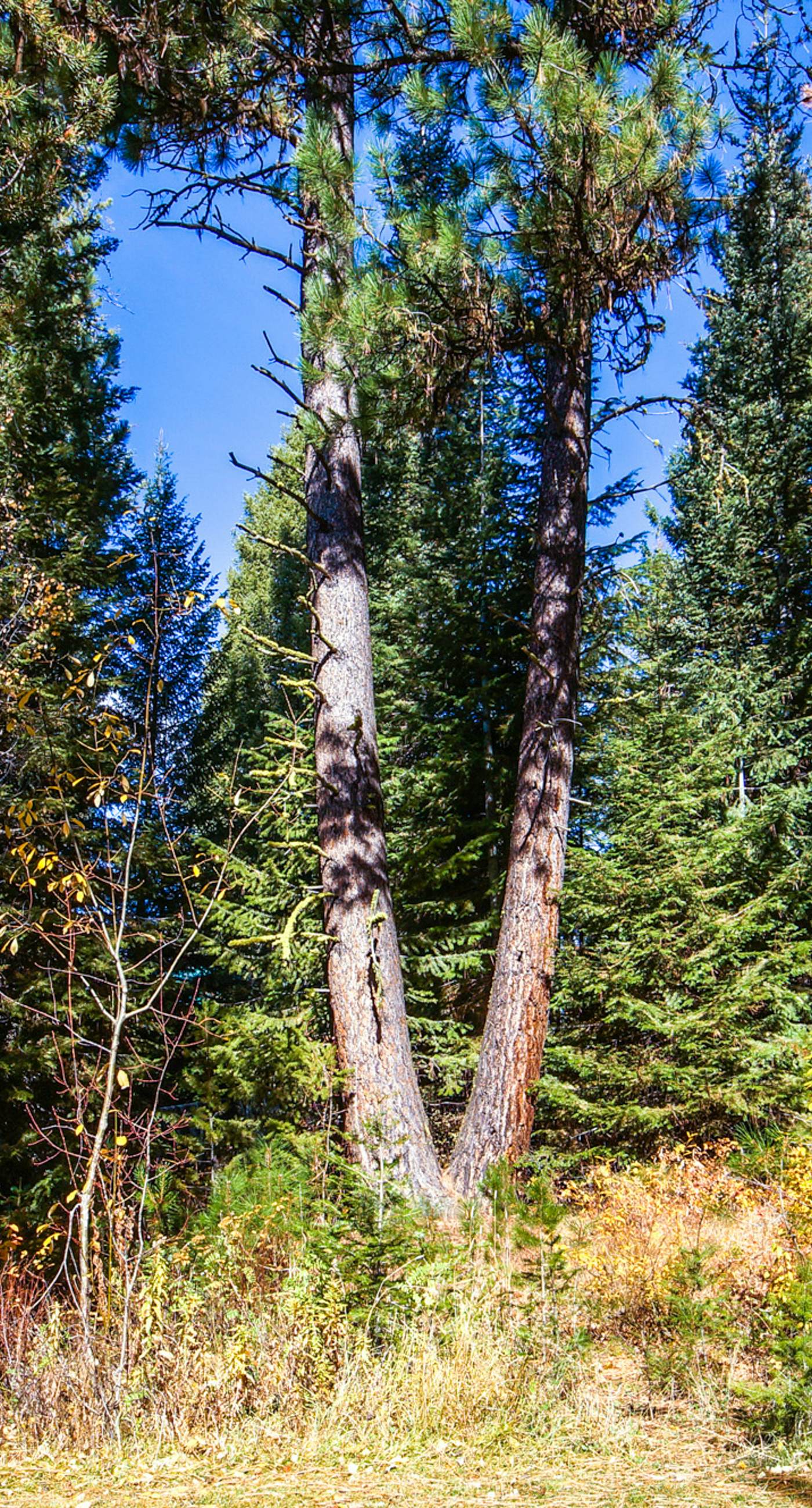 Bright McCall Retreat - Pool, Hot Tub & Fitness