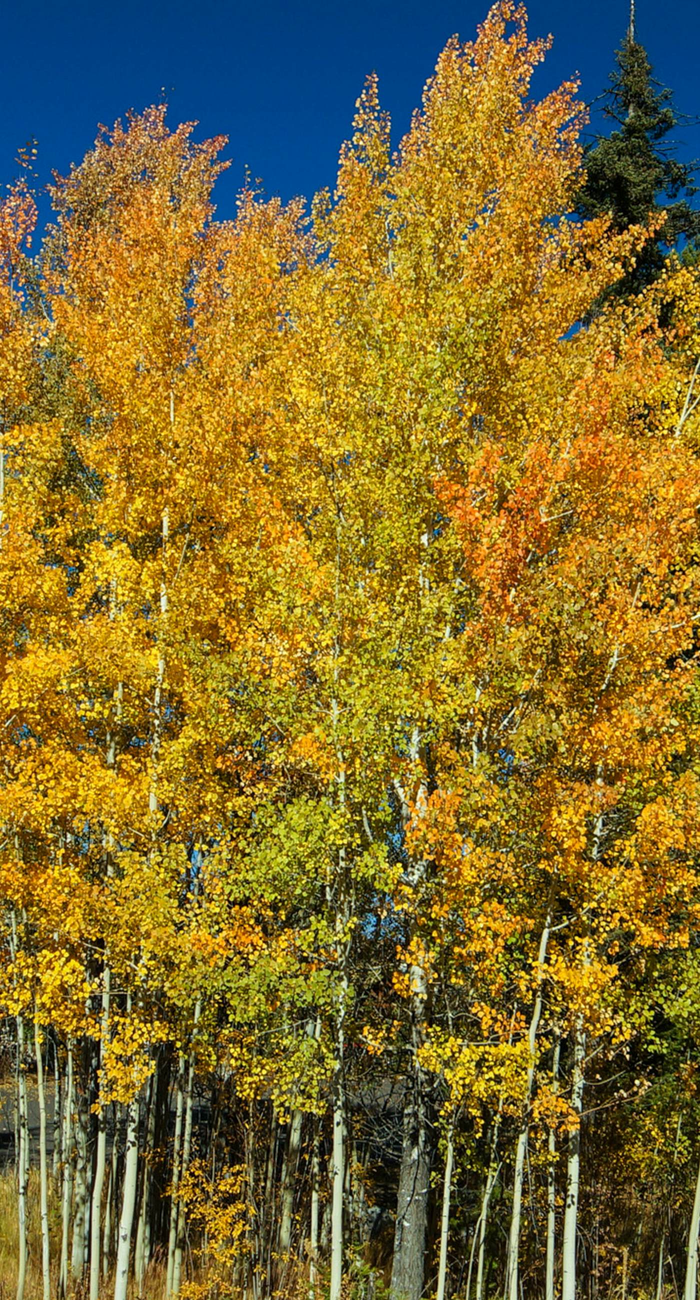 Bright McCall Retreat - Pool, Hot Tub & Fitness